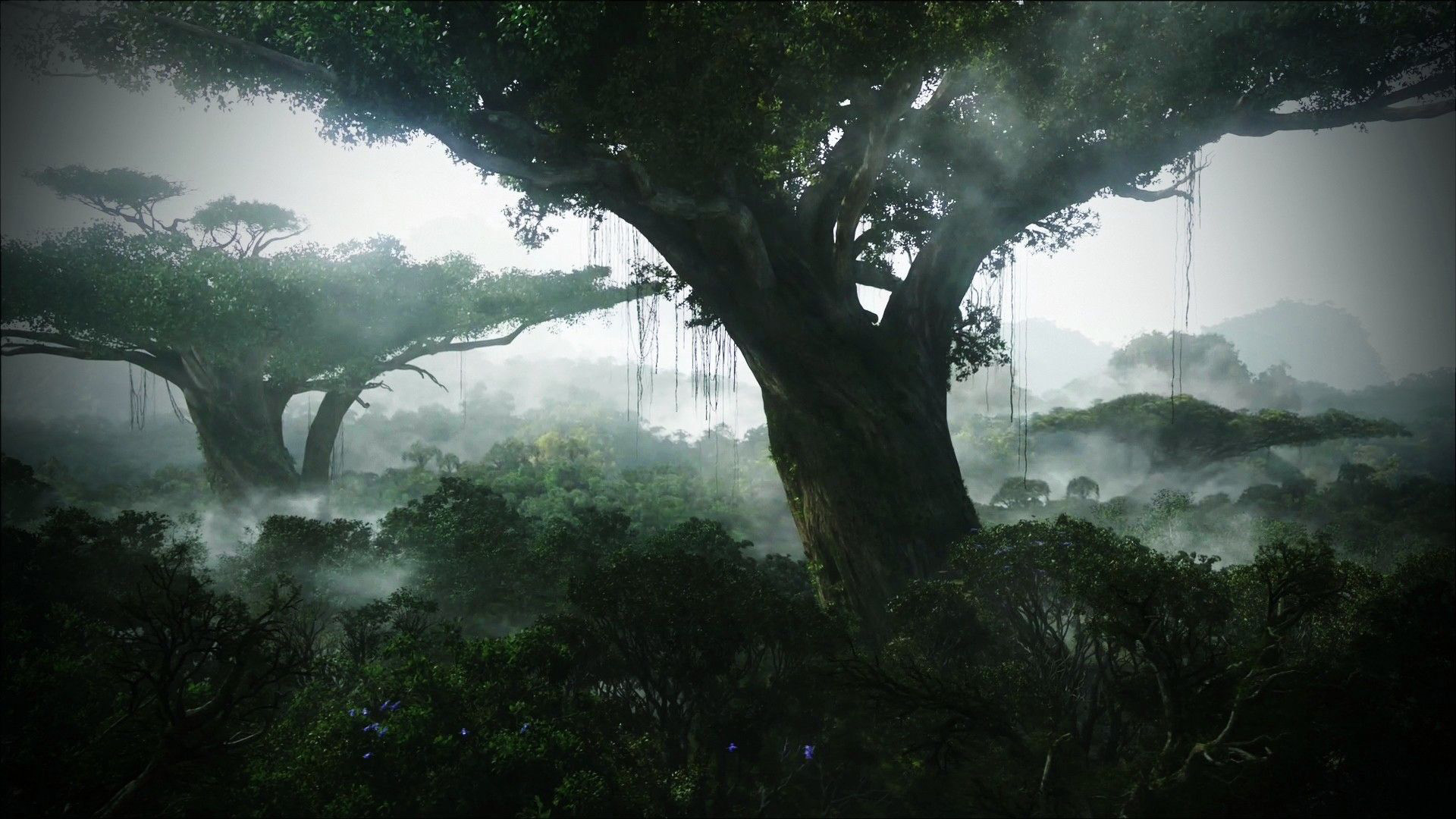 Dense Forest With Fog HD Jungle Wallpaper