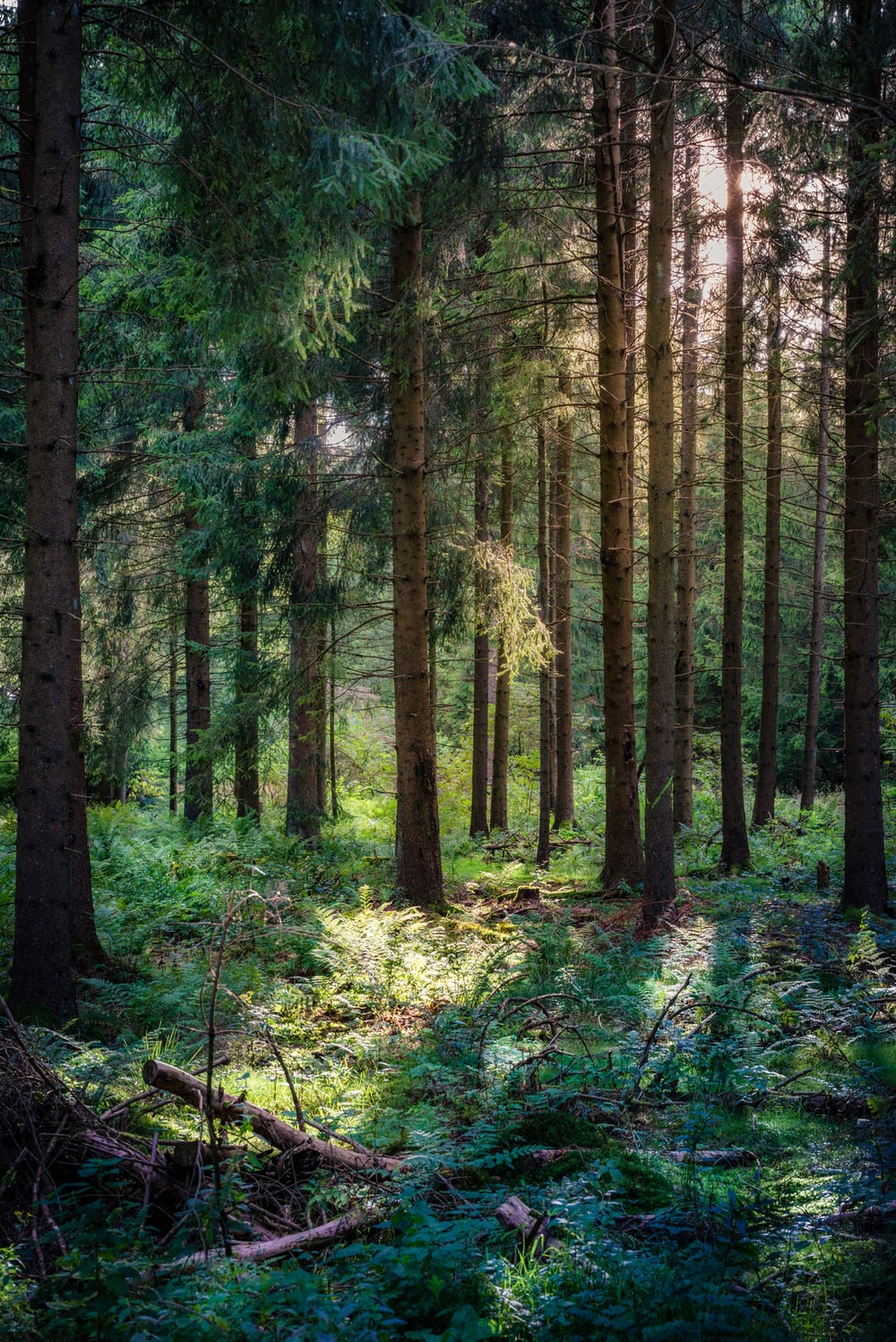 Dense Forest Picture. Download Free Image