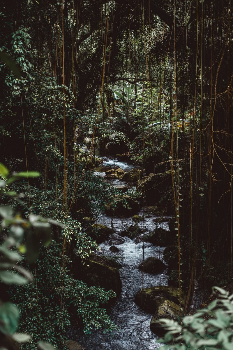 Wallpaper / a stream in a dense forest with vines hanging down from tree branches, stream in a green thicket 4k wallpaper