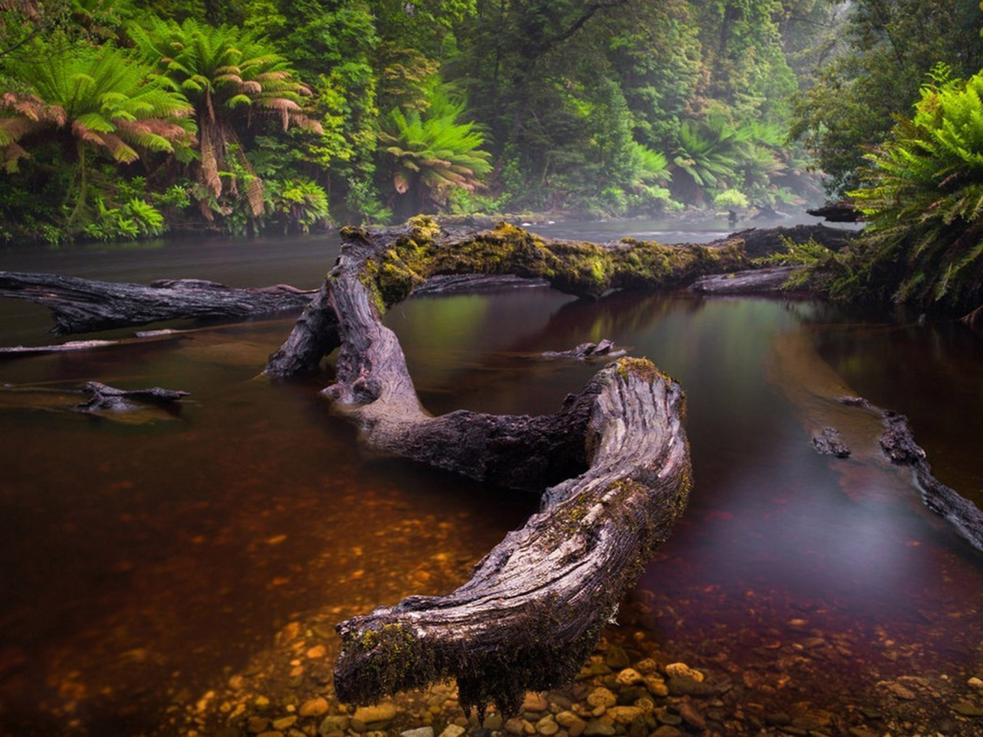 River Rain Forest Fallen Trees Logs With Green Moss Dark Water Dense Forest With Trees And Fern Evaporation Landscape Wallpaper HD 3840x2160, Wallpaper13.com