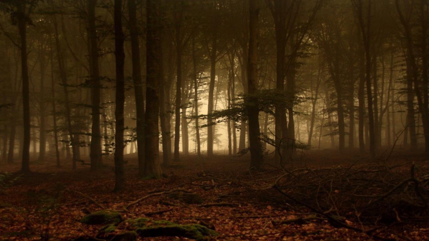 J Fog in a dense forest. jpeg v.4.8 image