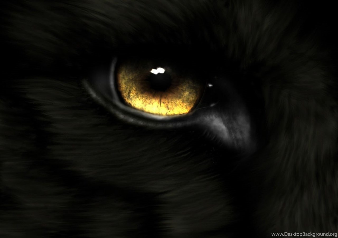 Golden Eye Black Fur Wallpaper 830 Free HD Wallpaper Stock. Desktop Background