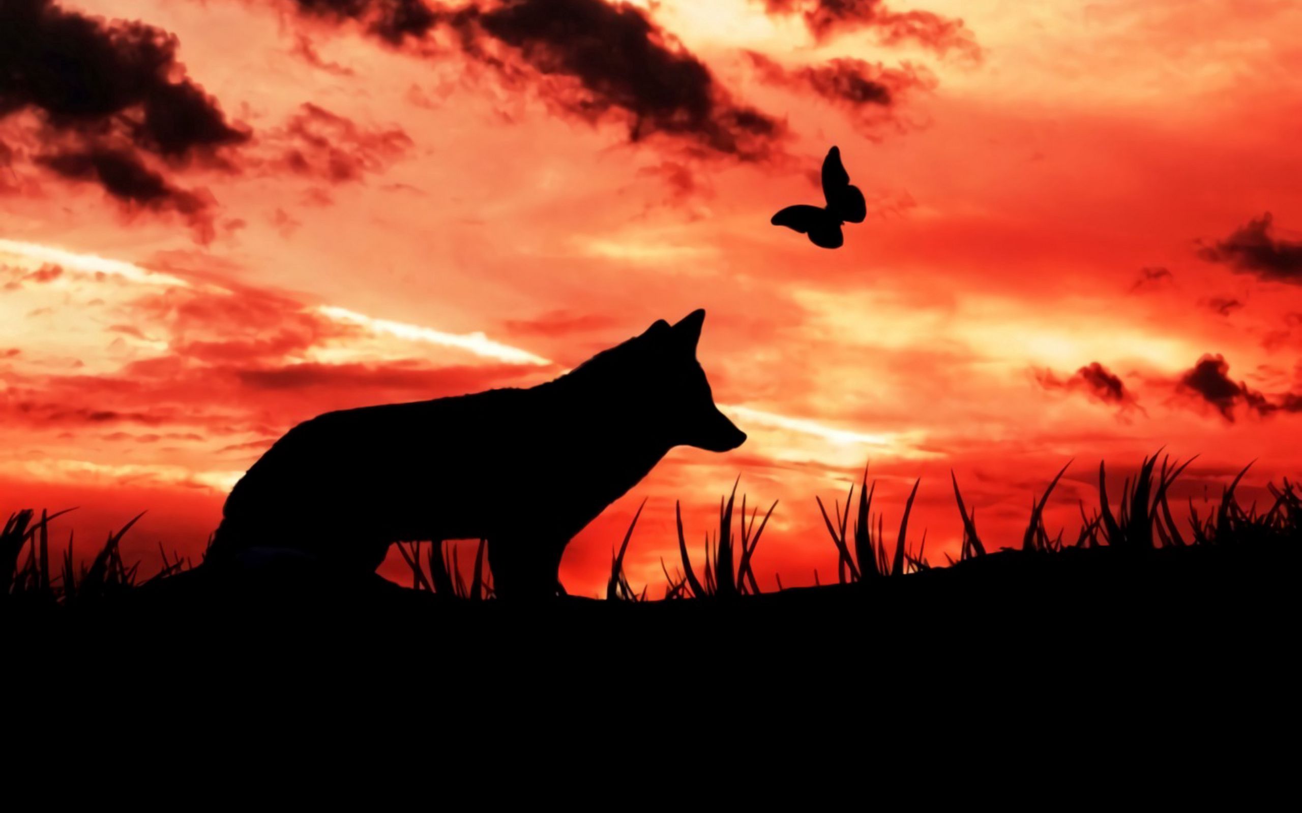 Wolf Silhouette 4K wallpaper  Wolf silhouette, Desktop wallpaper art,  Digital painting