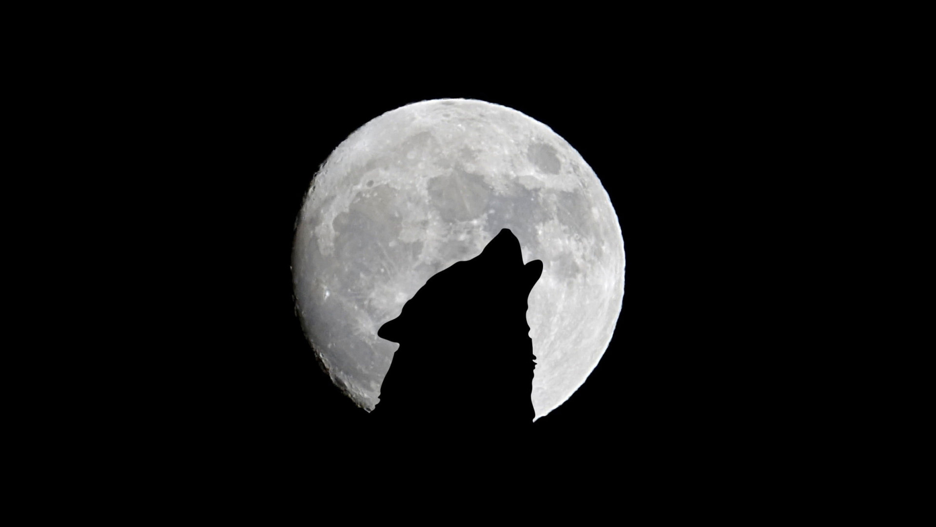 Wallpaper Wolf And Full Moon, Howl, Bw, Silhouette, Night • Wallpaper For You