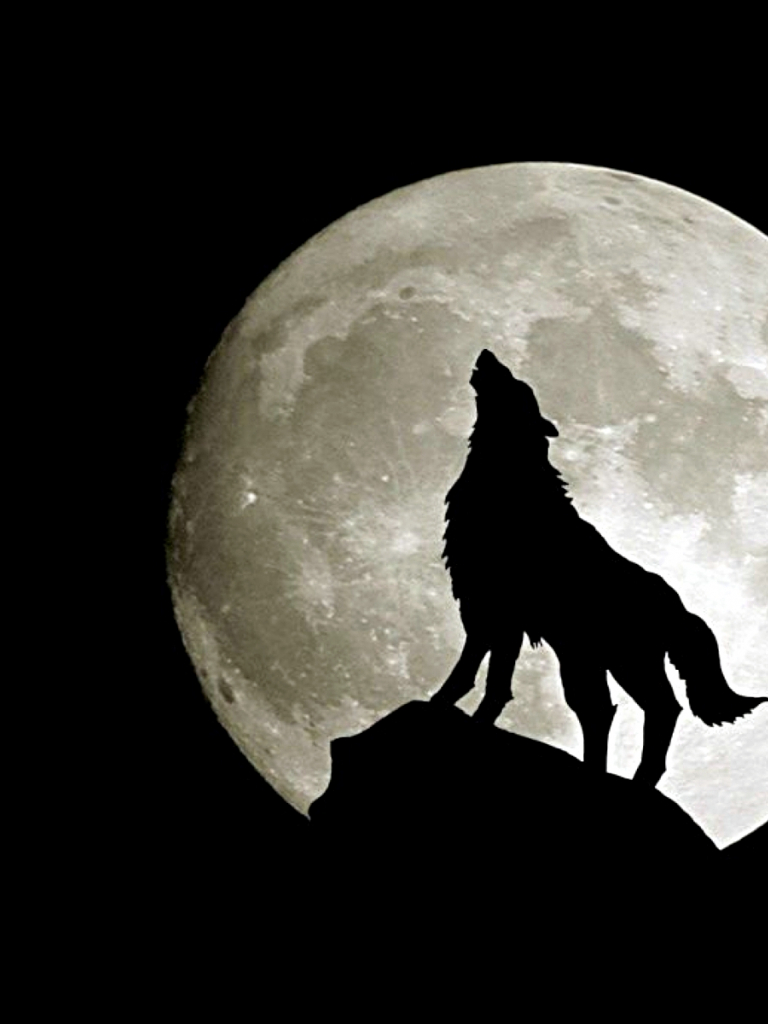 Free download 803 Wolf HD Wallpaper Background [1600x1200] for your Desktop, Mobile & Tablet. Explore Alpha Coders Wallpaper. , Background And Wallpaper