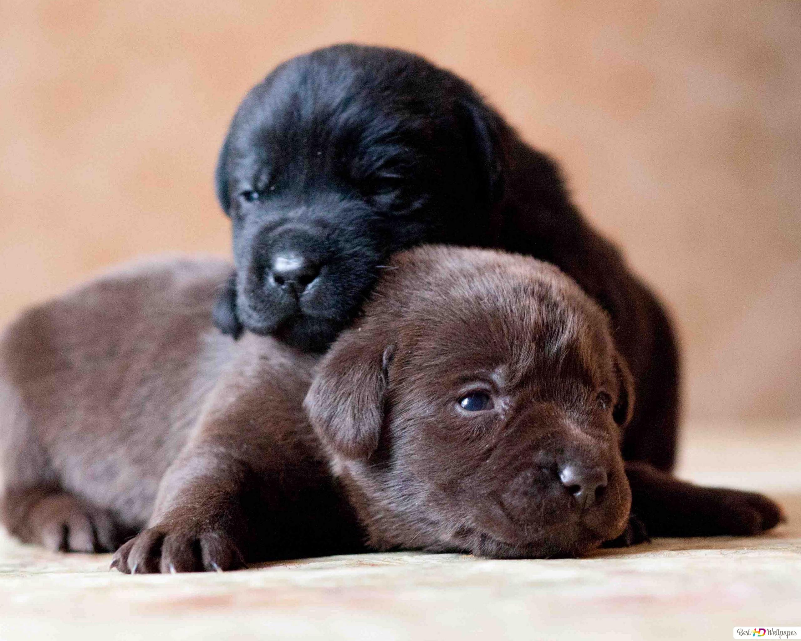 Black and Brown Labrador Retriever Puppies HD wallpaper download