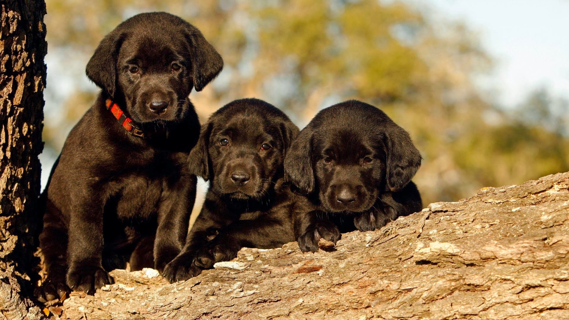 Black Labrador Retriever Puppies (1920×1080). Black labrador puppy, Labrador retriever, Black dog