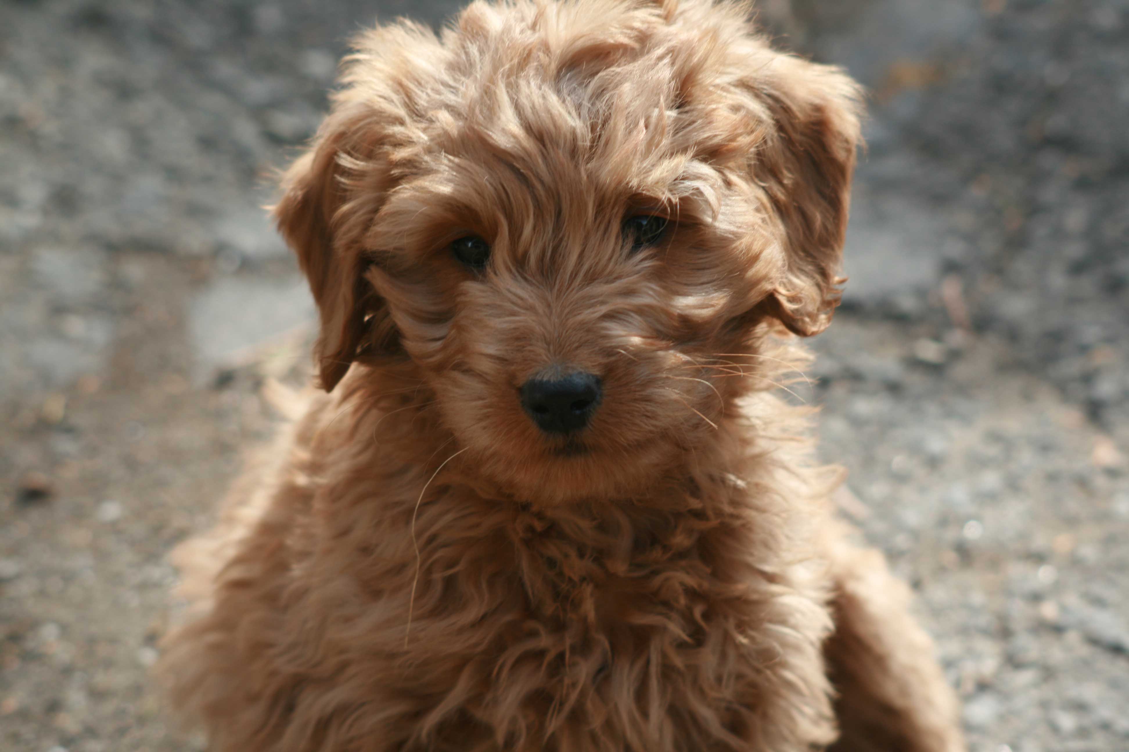 Goldendoodle Puppies Wallpapers Wallpaper Cave