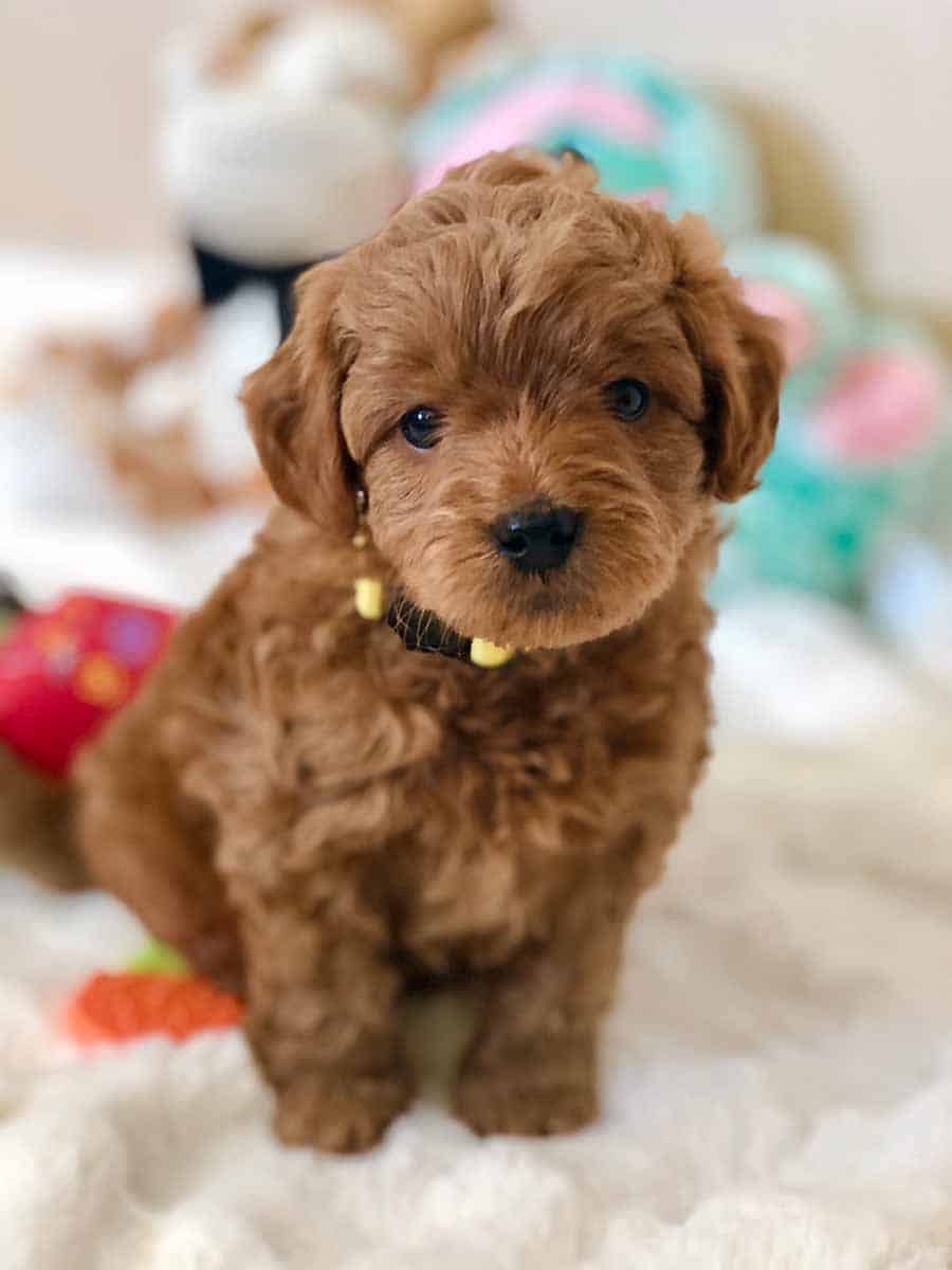 Goldendoodles Goldendoodle puppies Doodle Dogs
