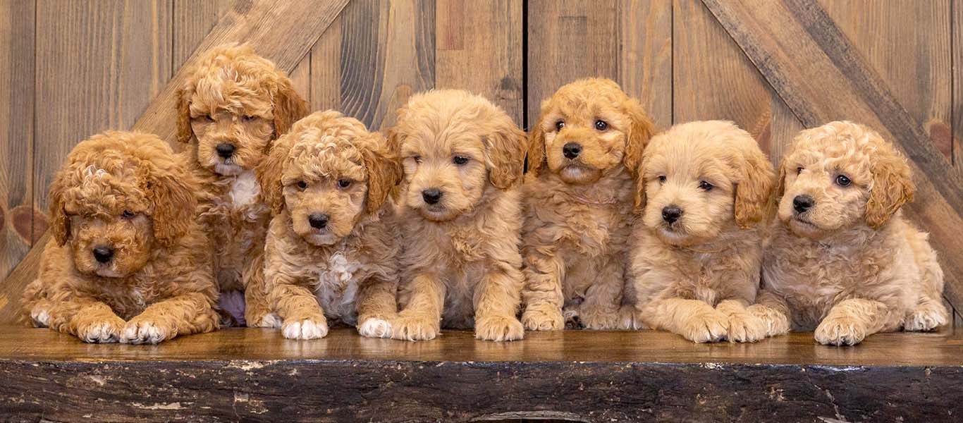 A Complete Guide to Potty Training Your Goldendoodle