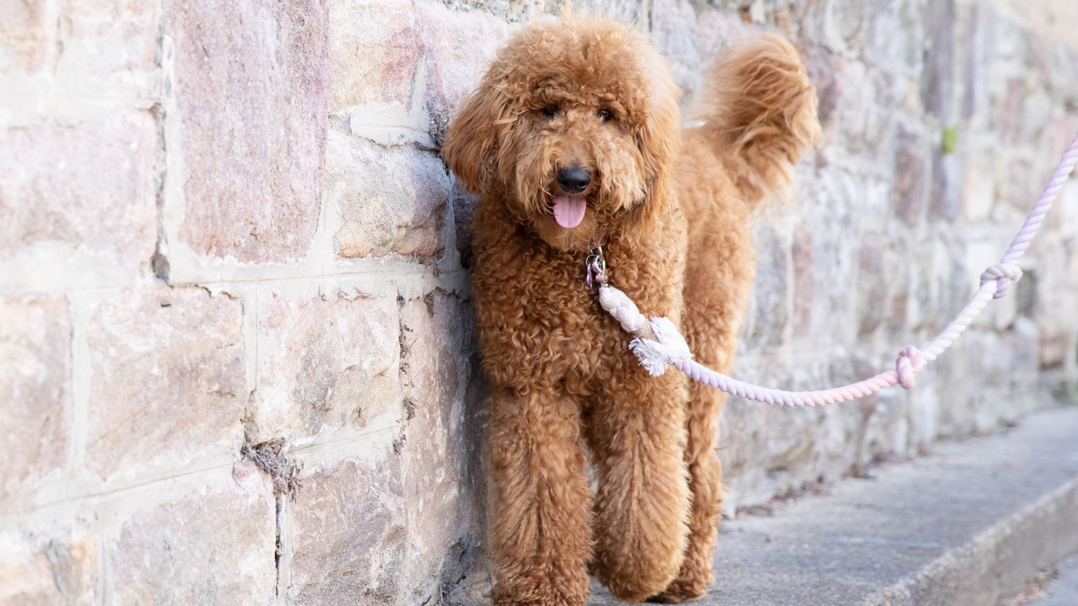 Facts About the Goldendoodle