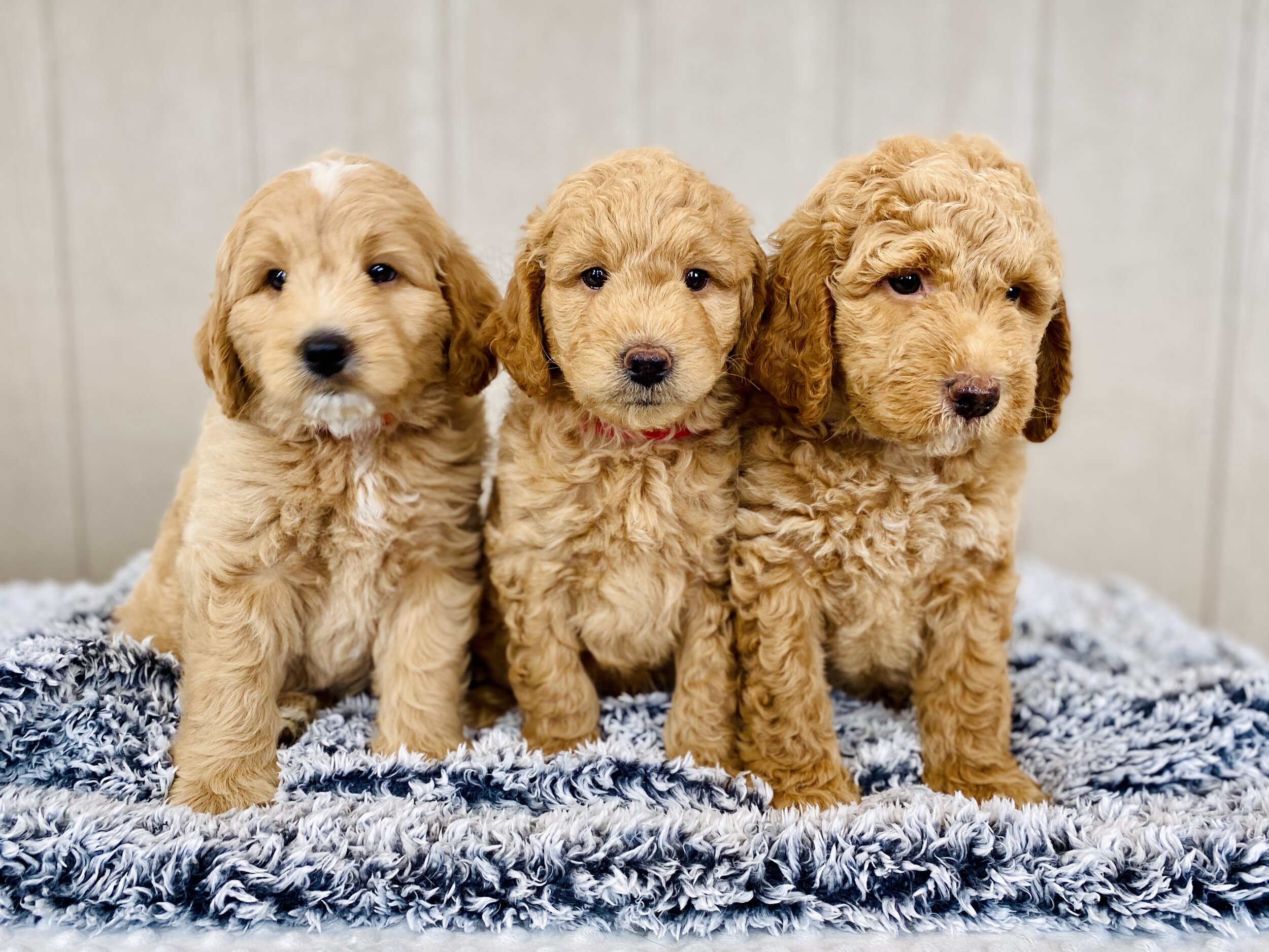 Goldendoodle Puppies Wallpapers - Wallpaper Cave
