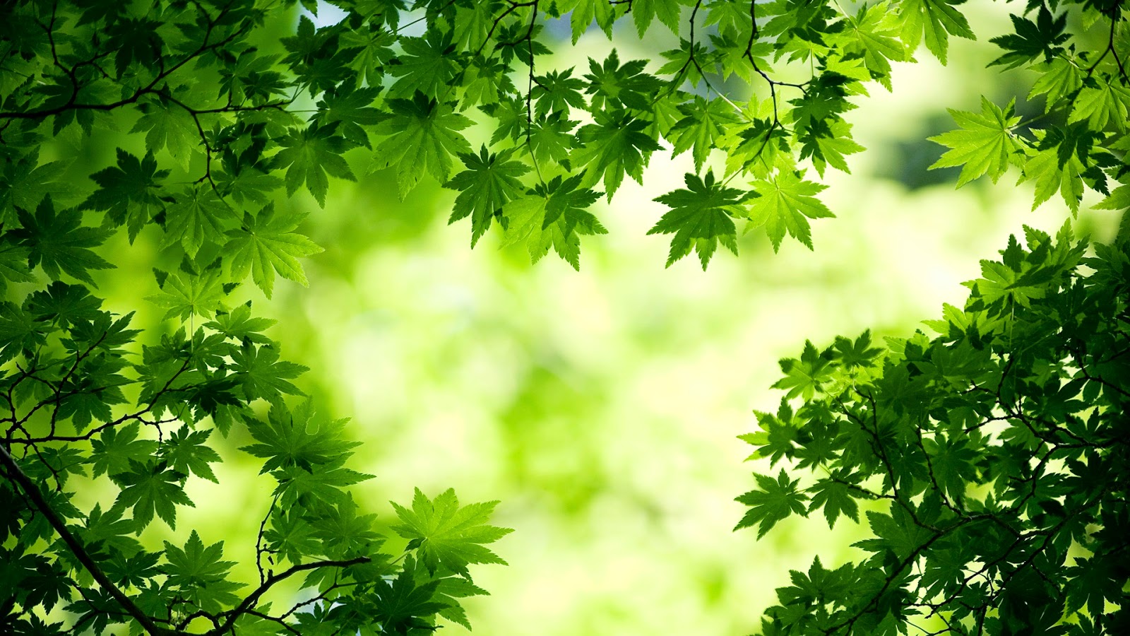 nature wallpaper full hd, green, leaf, nature, vegetation, tree