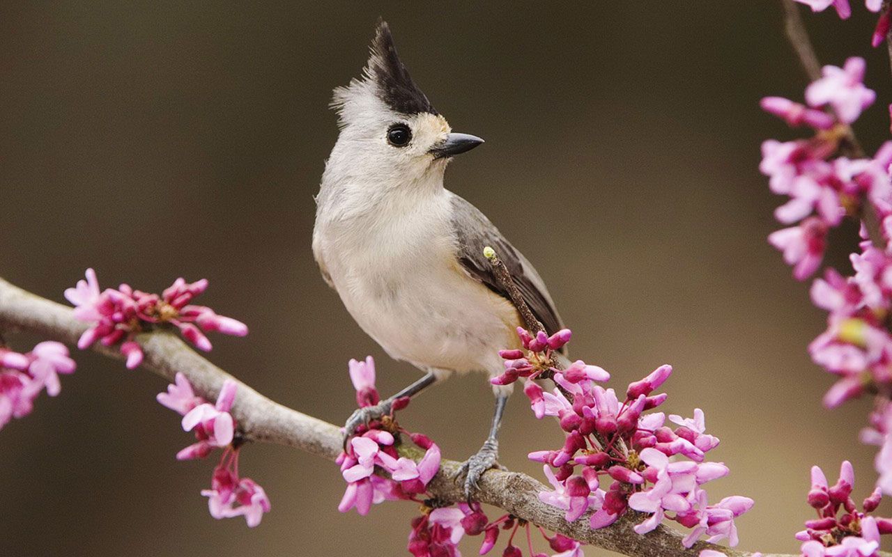 Cute Spring Birds Wallpaper, HD Cute Spring Birds Background on WallpaperBat