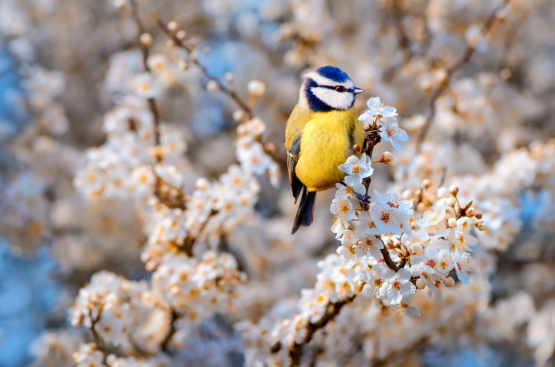 Spring Bird Wallpapers - Wallpaper Cave