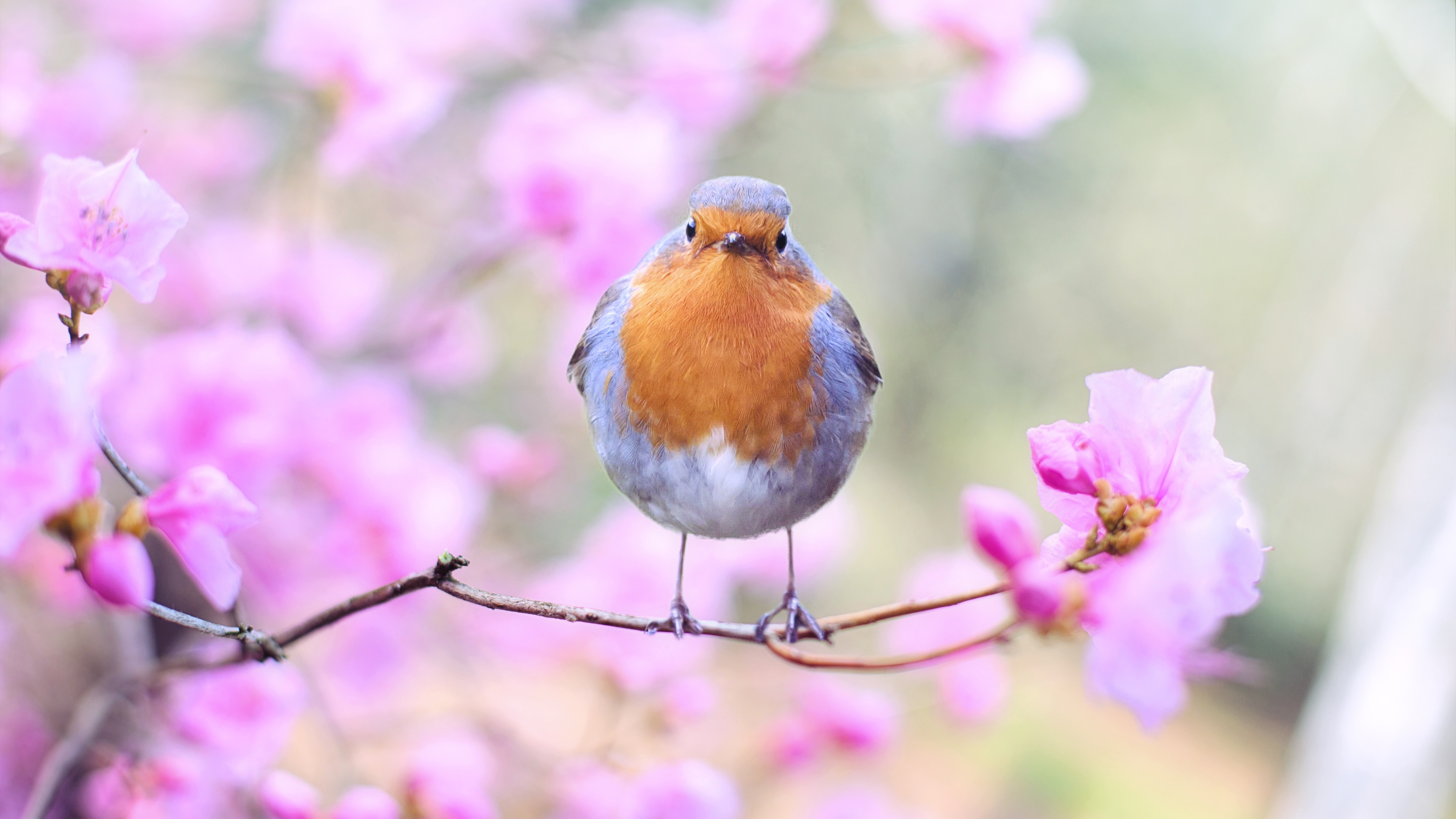 Wallpaper bird, spring, 5k, Animals