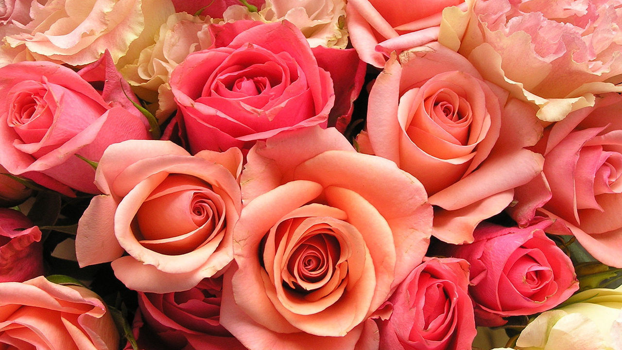 Different Valentine's Day flowers and their meanings