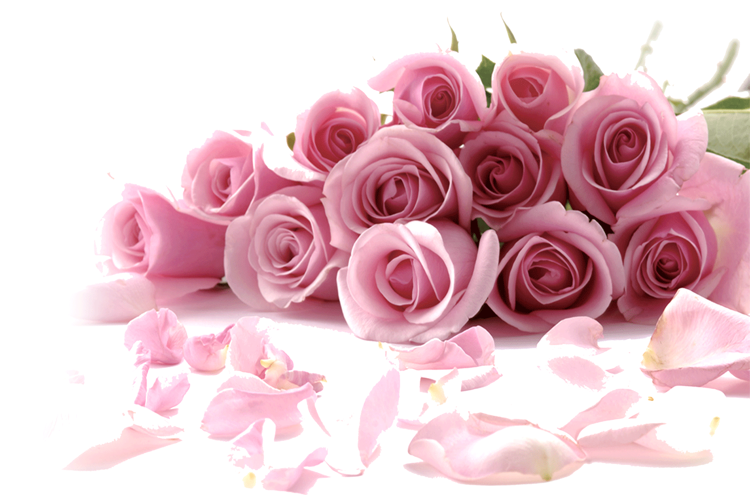 Rose Flower Wallpaper Happy Valentines Day