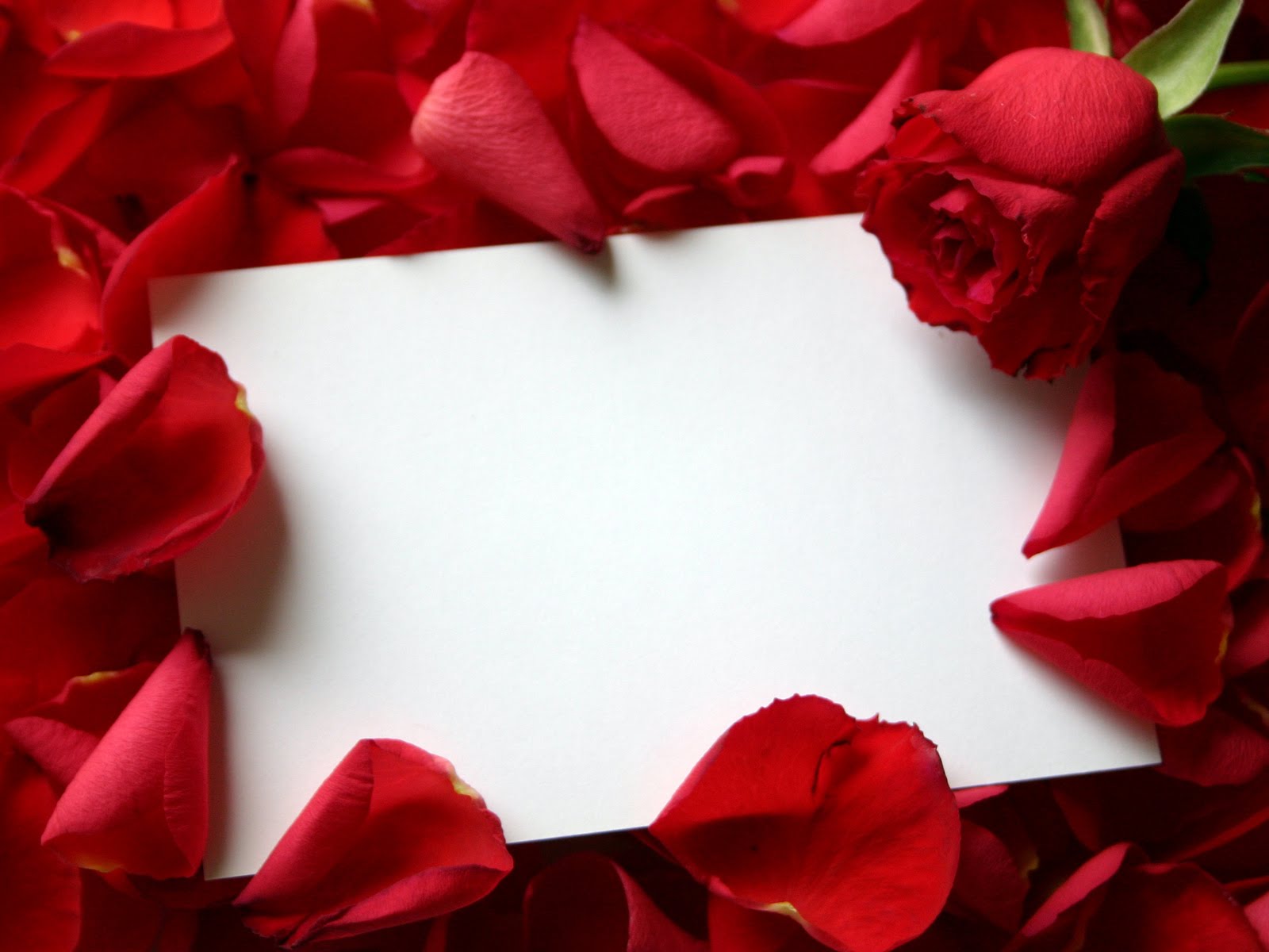 Flower Photo: Valentine Letter Covered with Rose Petals