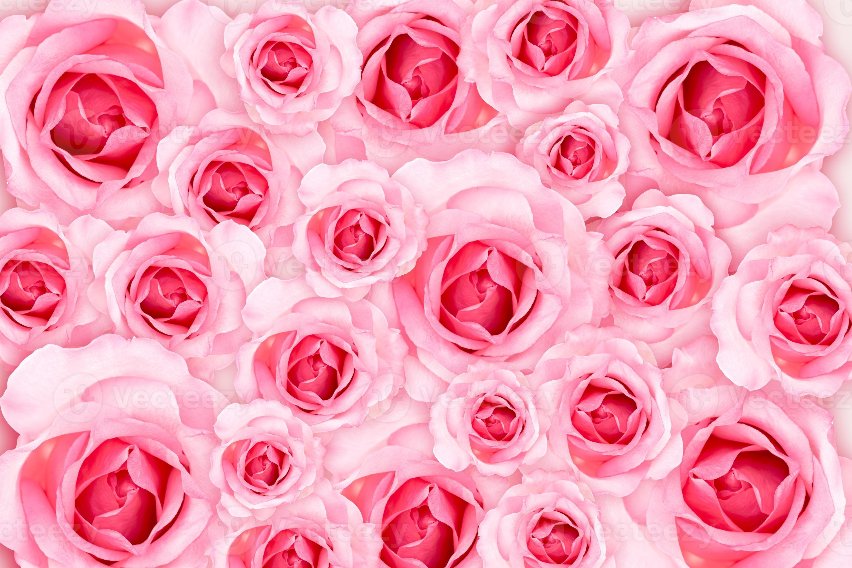 Abstract Background. Fresh flower pink roses wallpaper. love and Valentine's Day