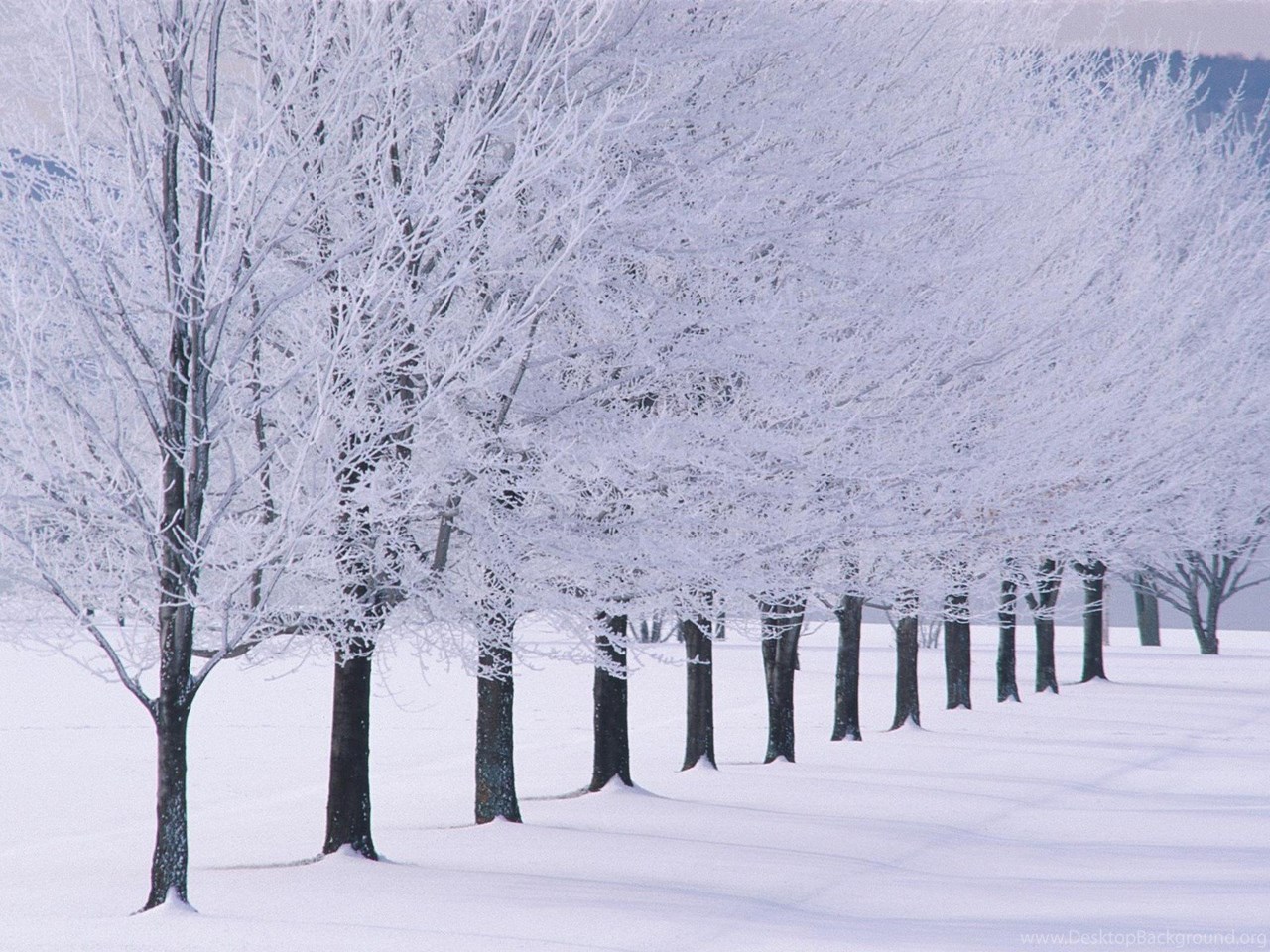 Laptop Background With Winter Wallpaper Snow On Trees Desktop Background