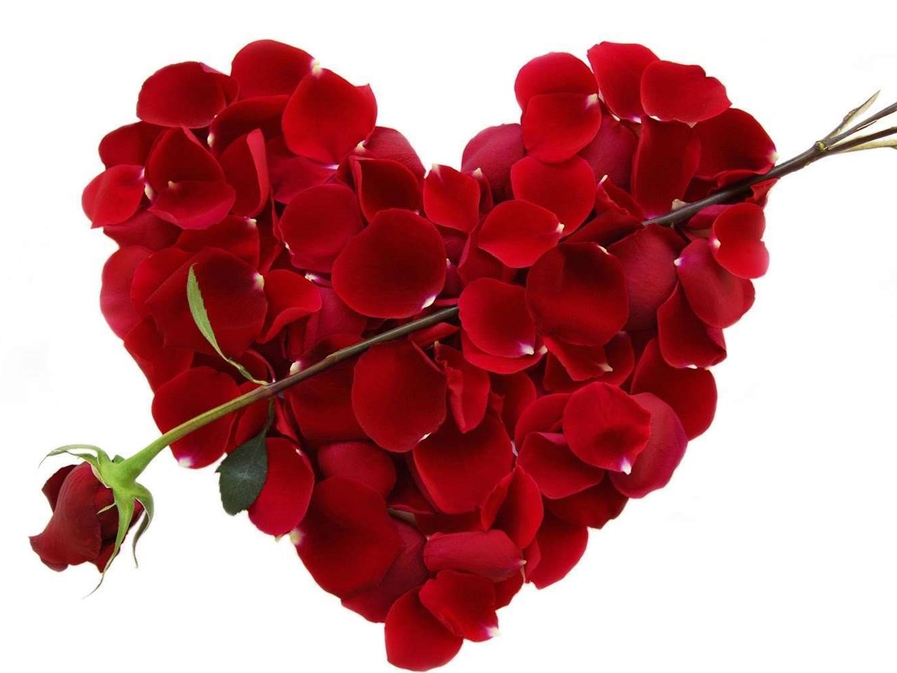 Valentines Day Flowers Wallpaper Desktop Background