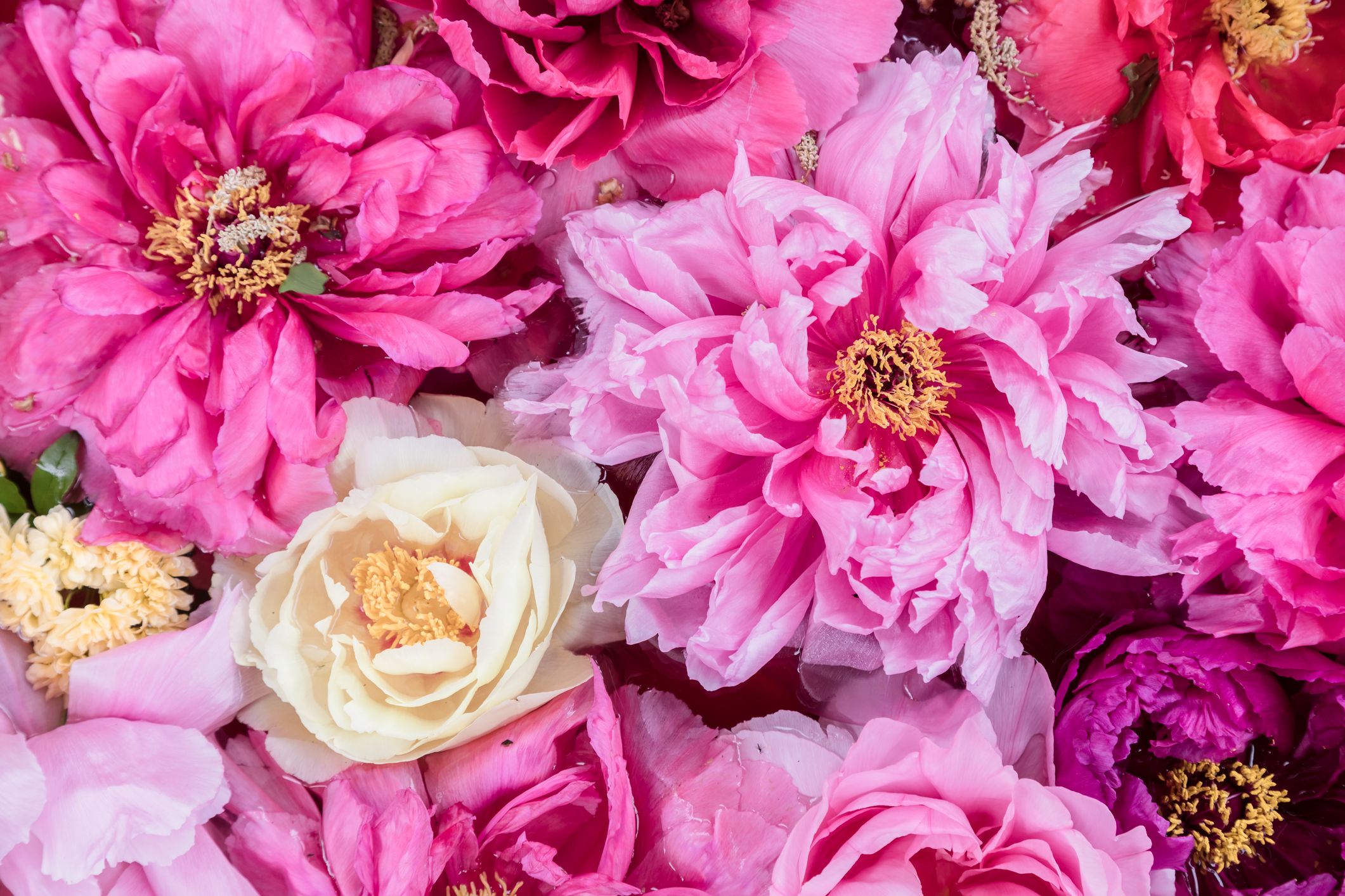 Best Valentine's Day Flowers Online Bouquets to Gift