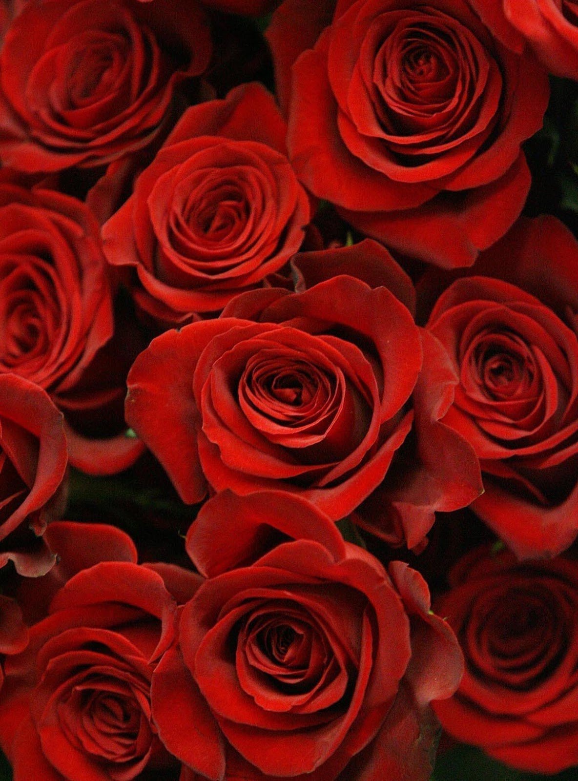 Valentines Day Flowers Wallpaper