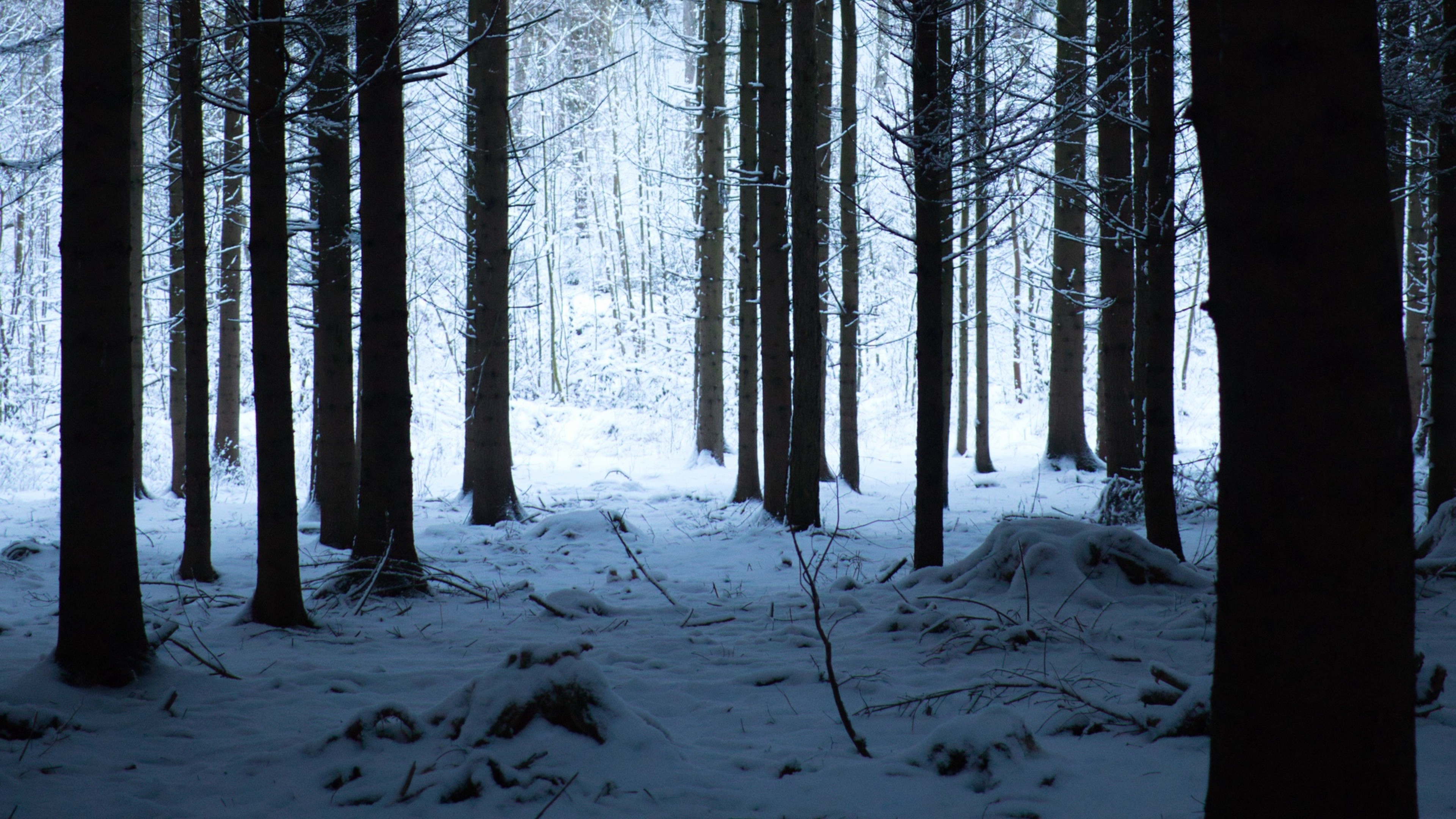 Snow Forest 4k Background