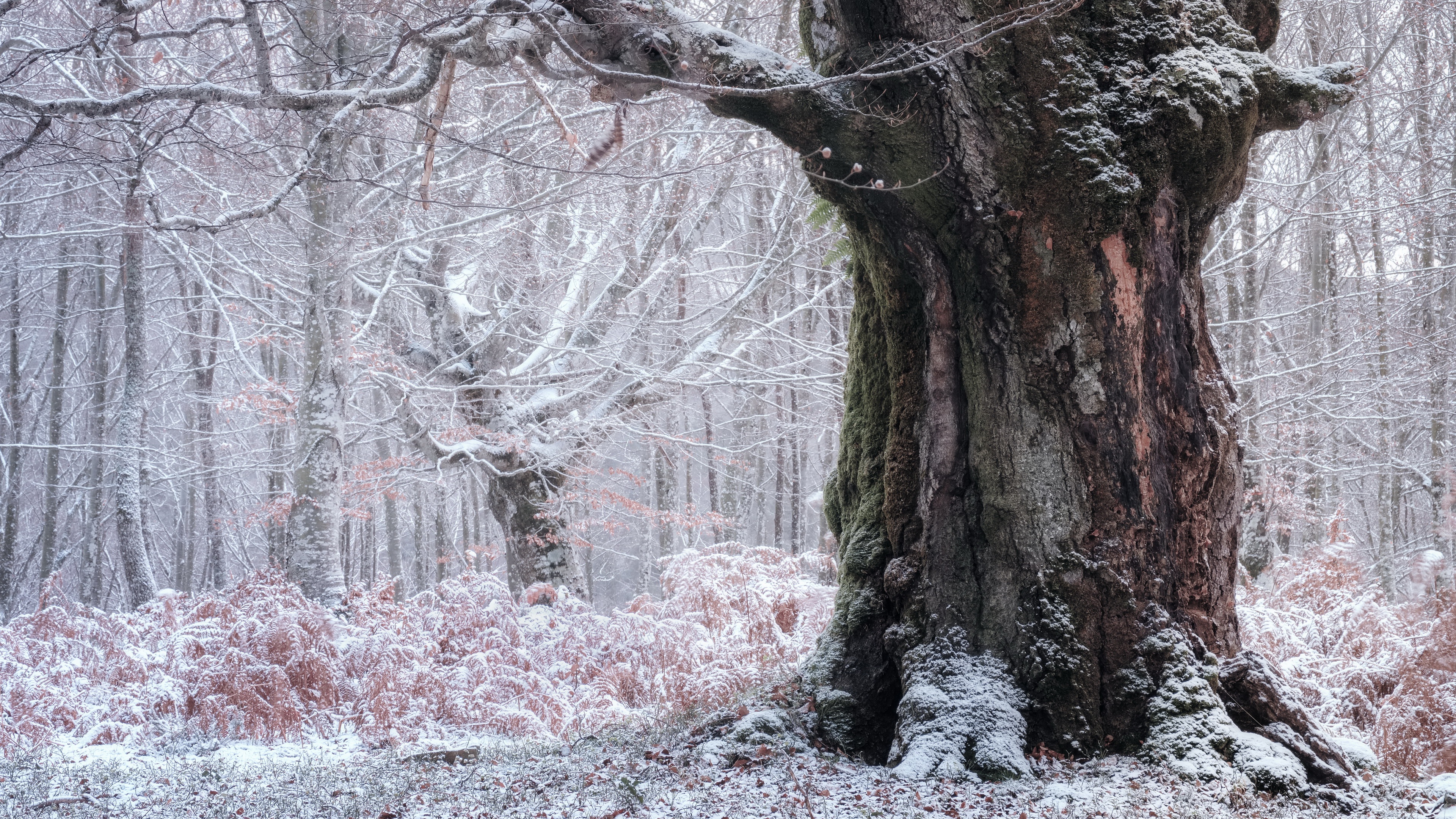 Tree 4k Ultra HD Wallpaper, Winter, Nature, Trunk HD Wallpaper