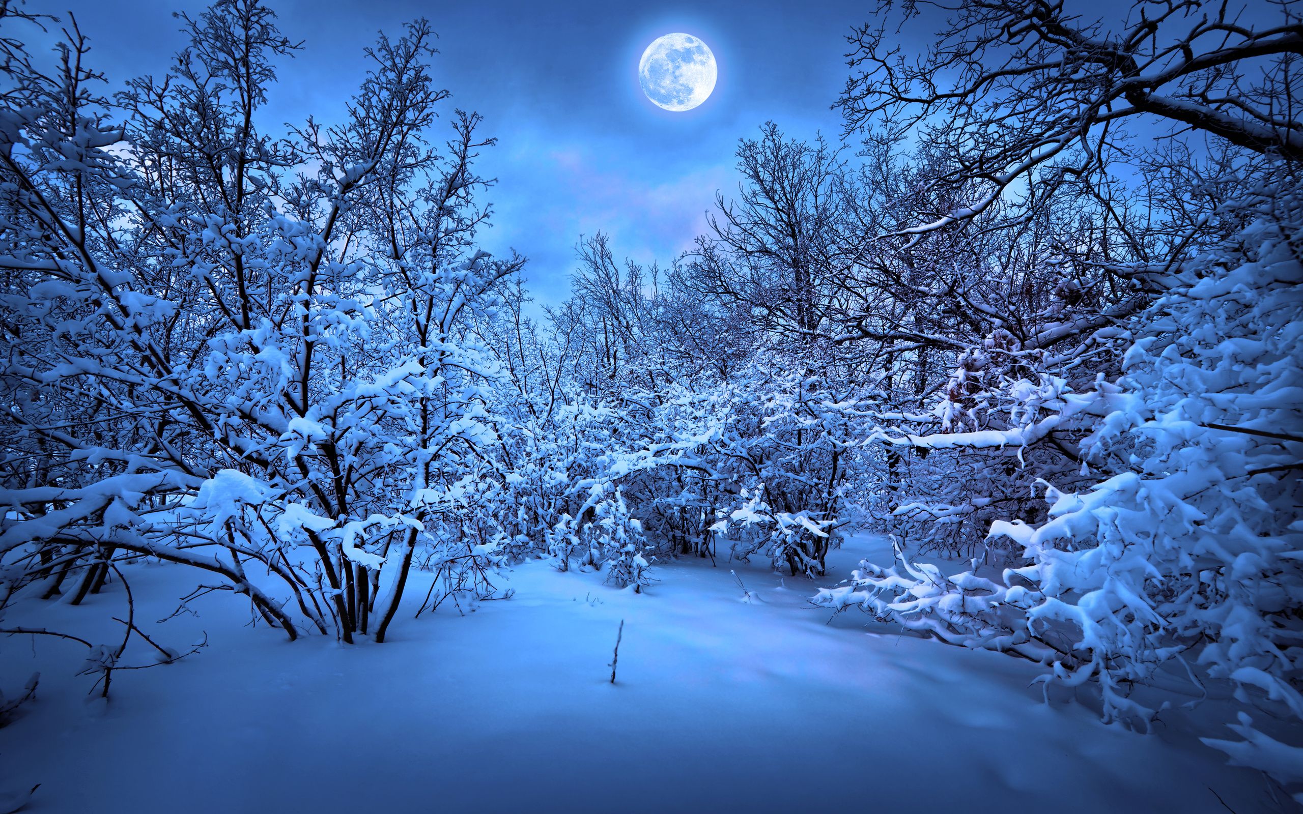 winter. Beautiful winter scenes, Winter wallpaper, Moonlit night