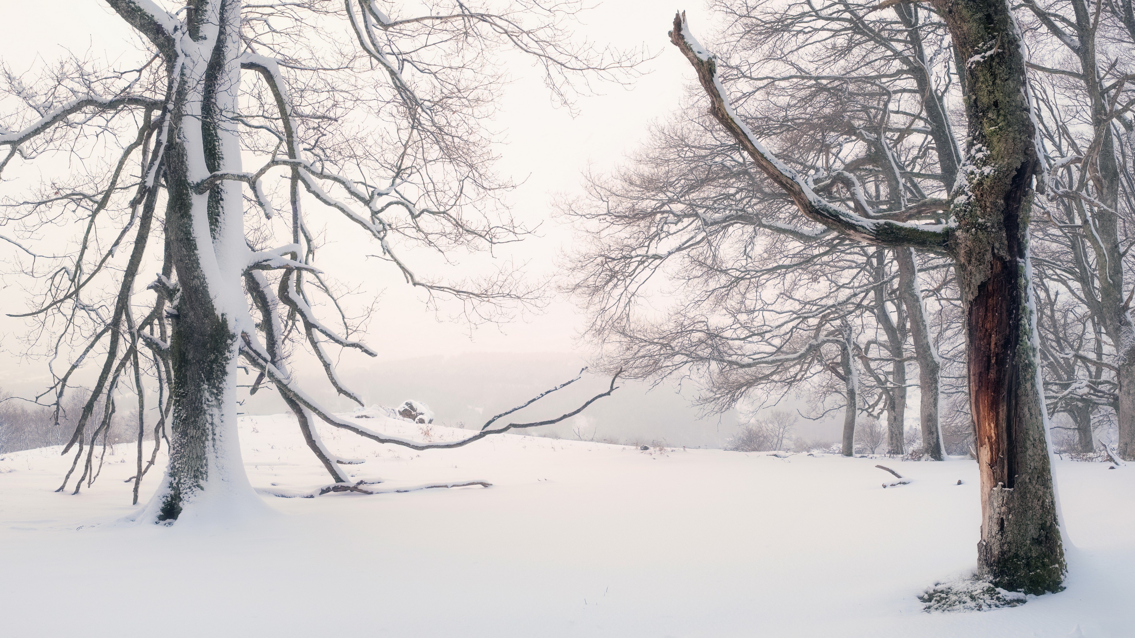 4K, winter, nature, trees, snow, outdoors, cold HD Wallpaper