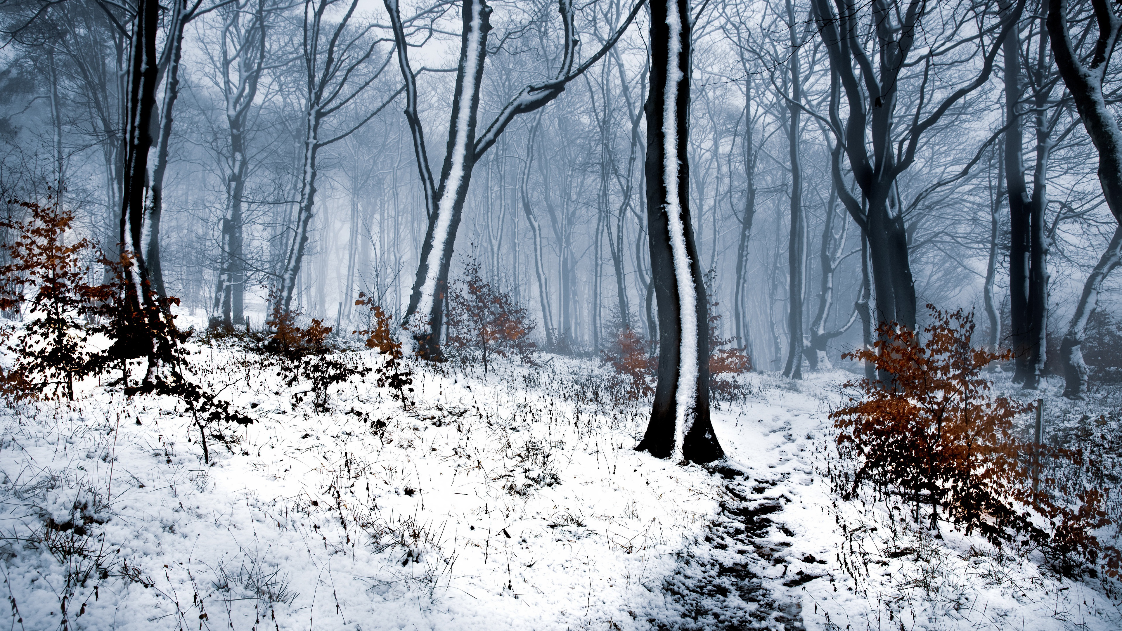 Snow Covered Forest With Trees During Winter 4K HD Winter Wallpaper