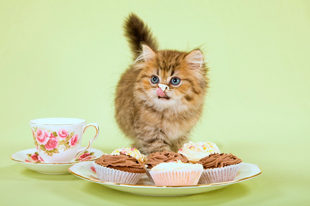 Picture Kittens cat Cup animal Little cakes Colored background