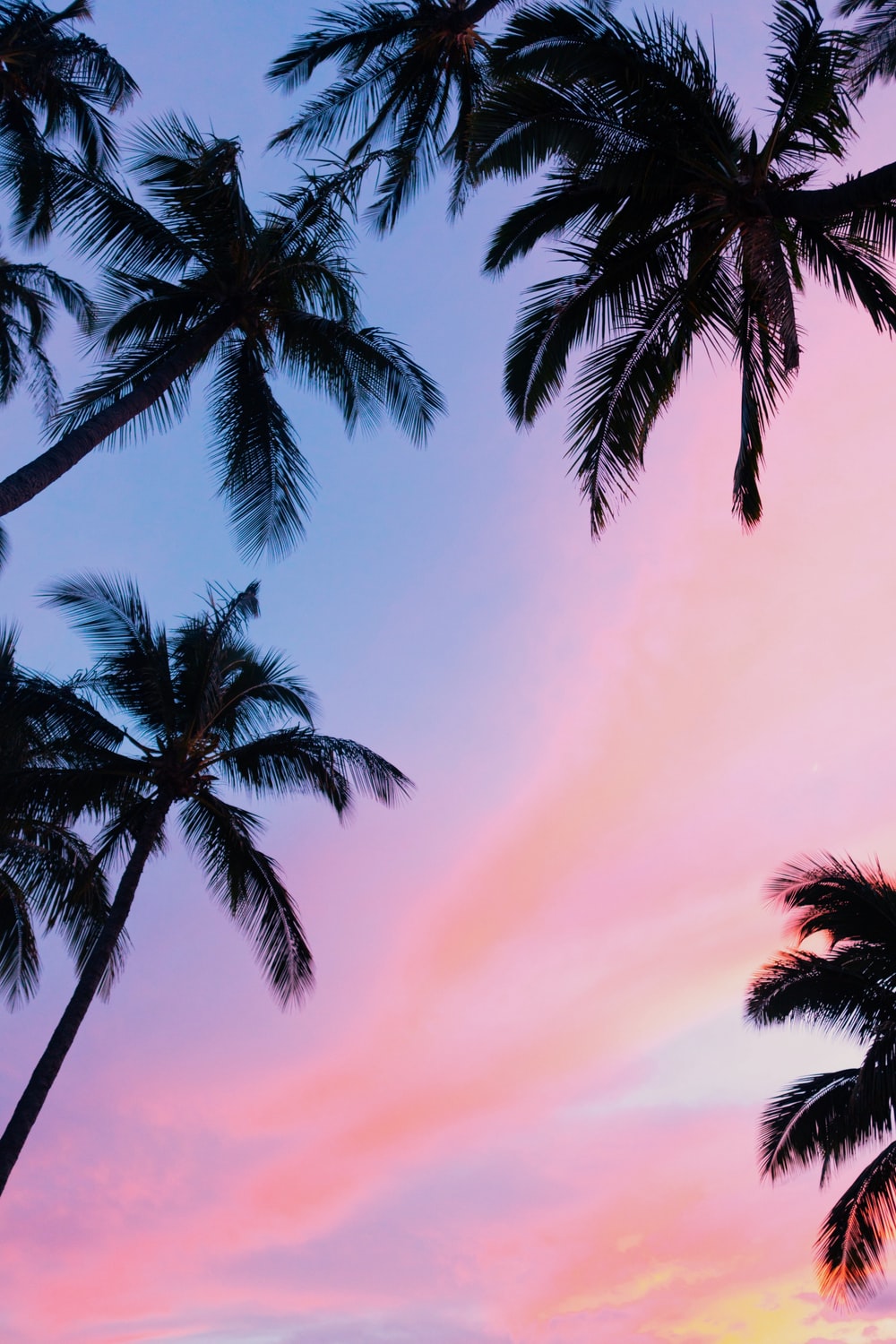 Palm Tree Sunset Picture. Download Free Image
