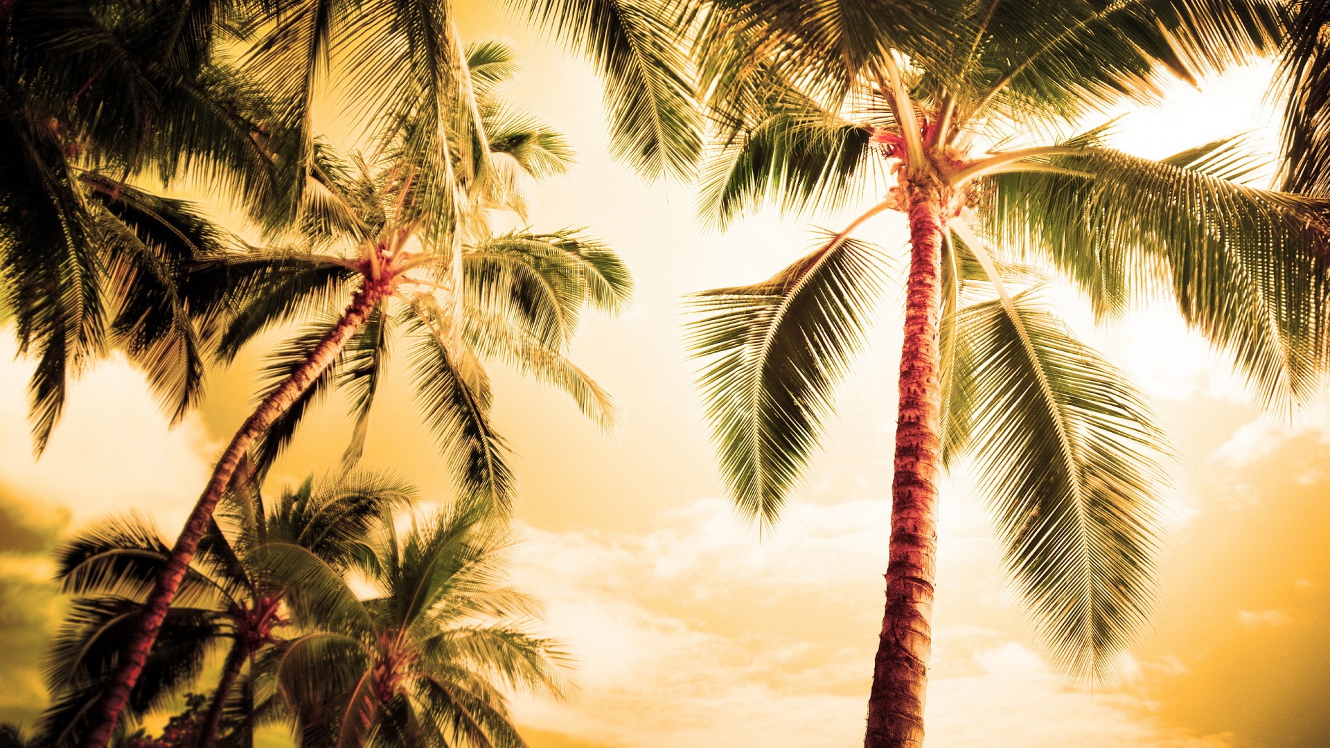 Wonderful HD Palm Tree Wallpaper