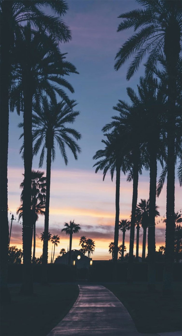 Palm tree iPhone Wallpaper