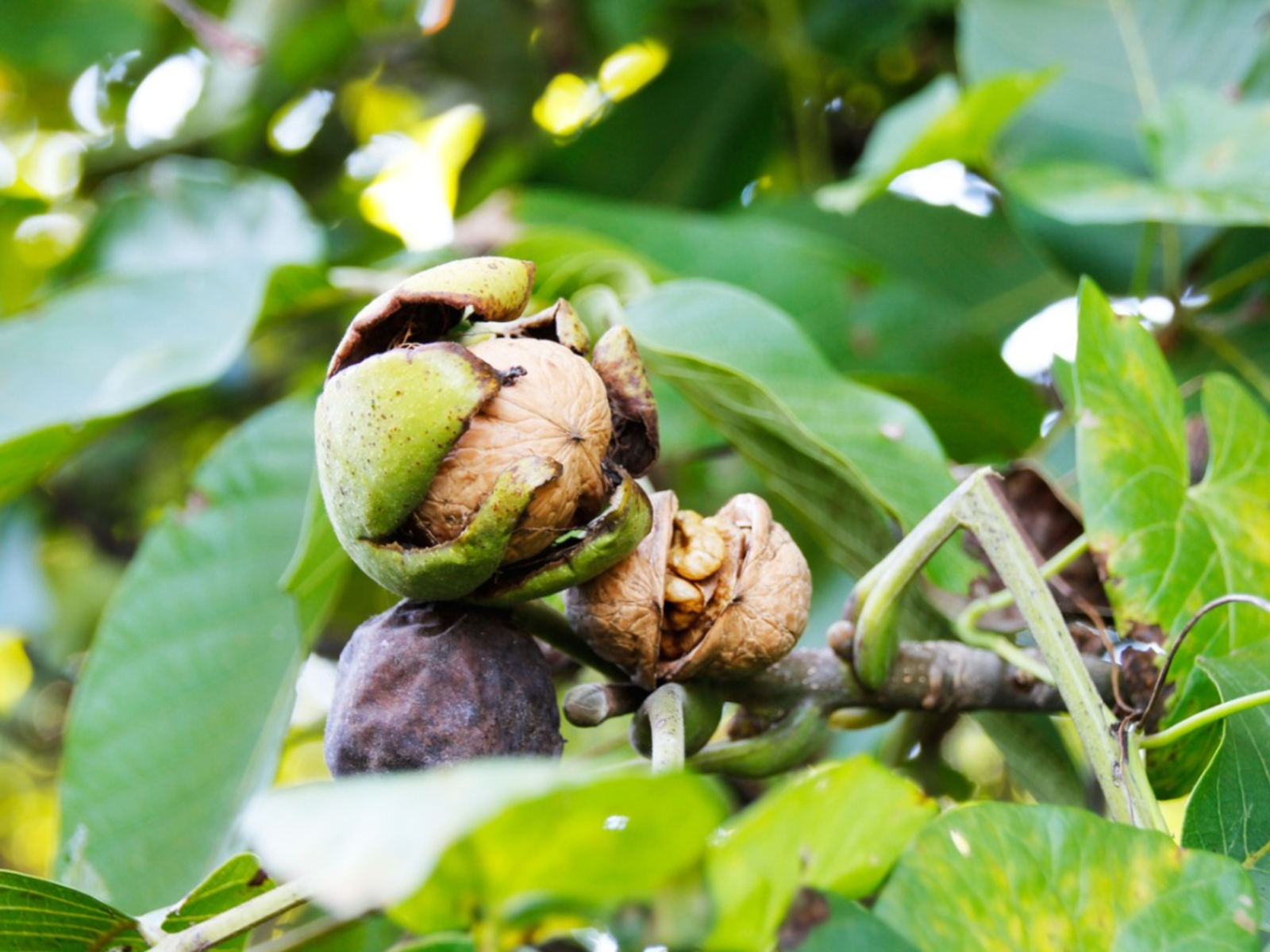 Walnut Tree Wallpapers Wallpaper Cave