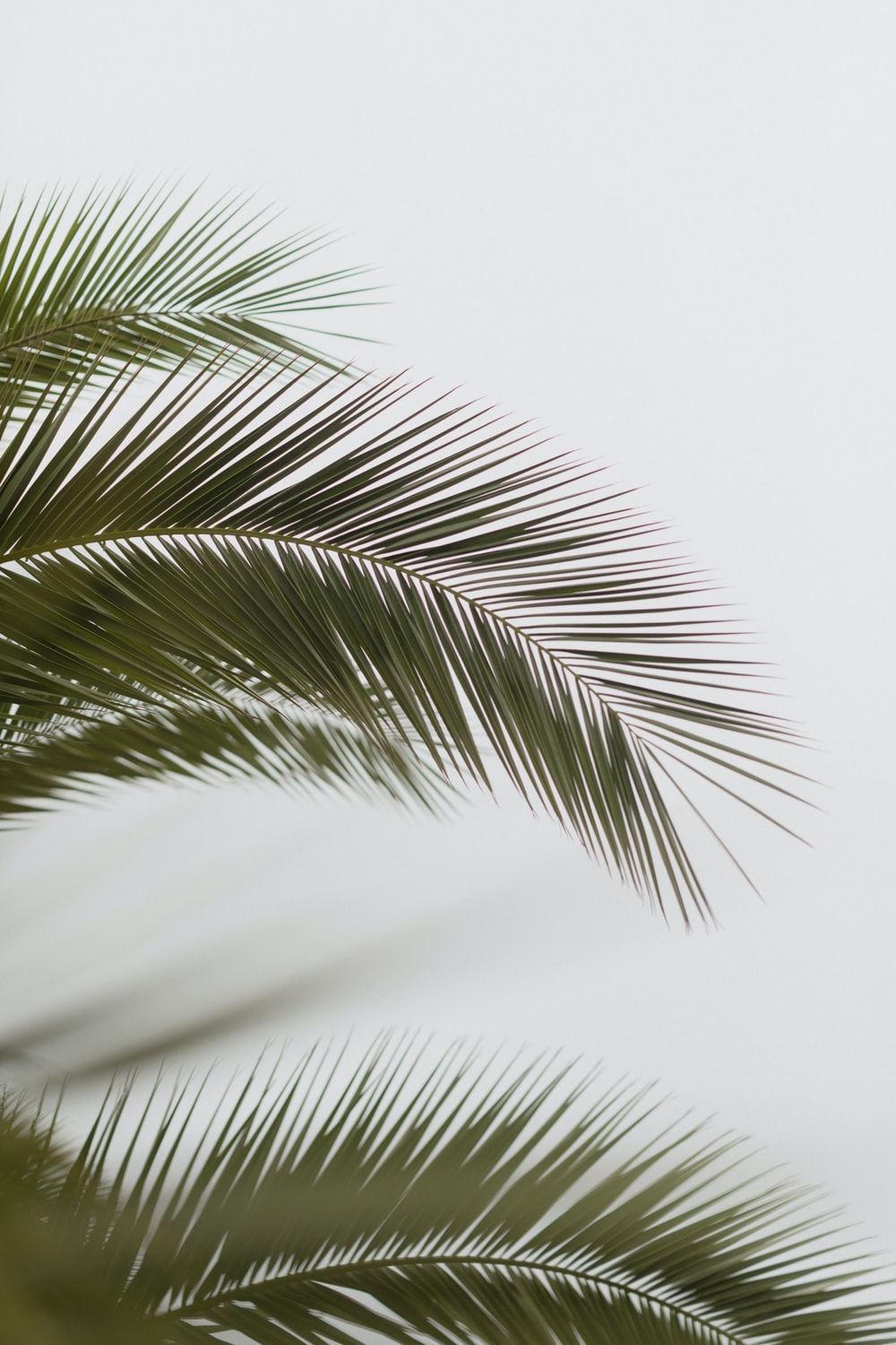 California Palm Tree Picture. Download Free Image