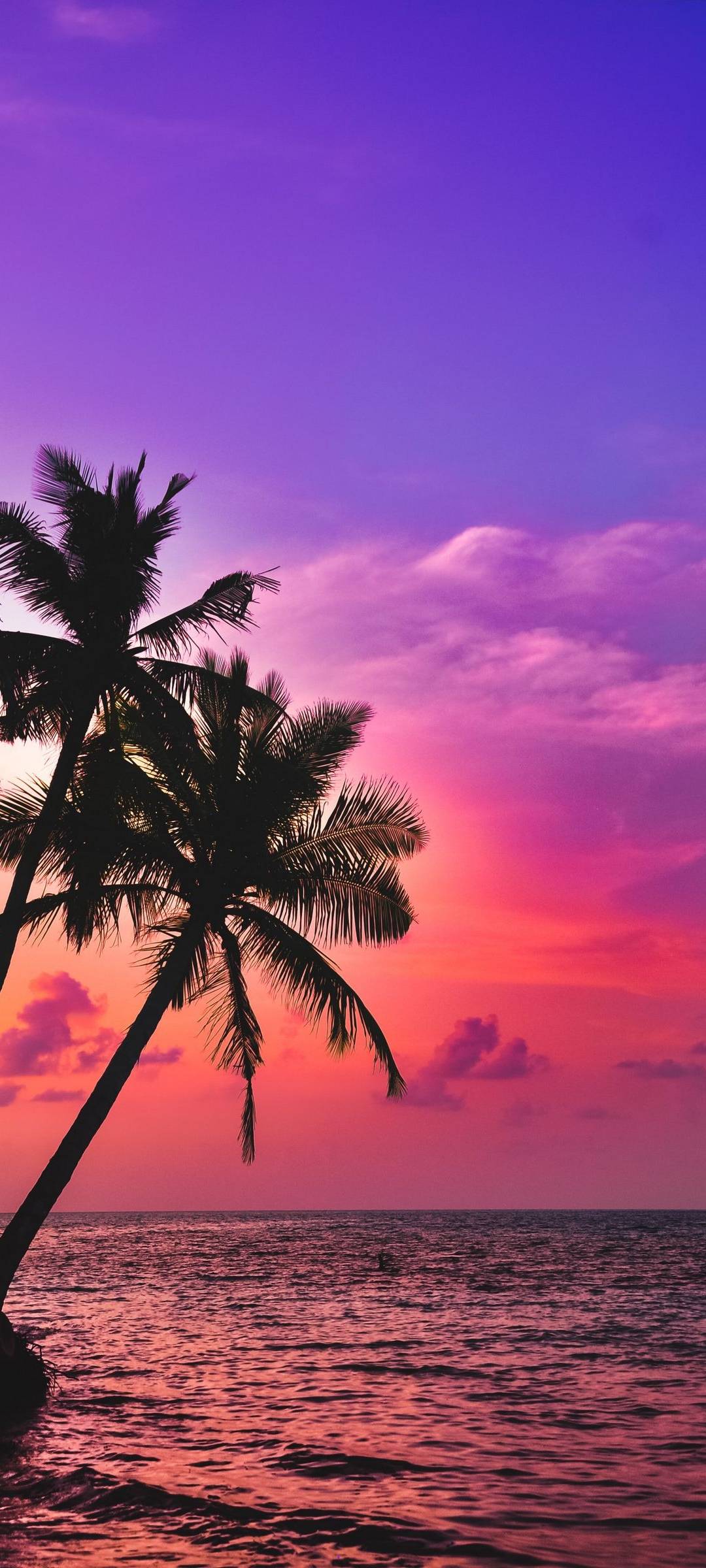 Palm Tree Sunset Beach Wallpaper