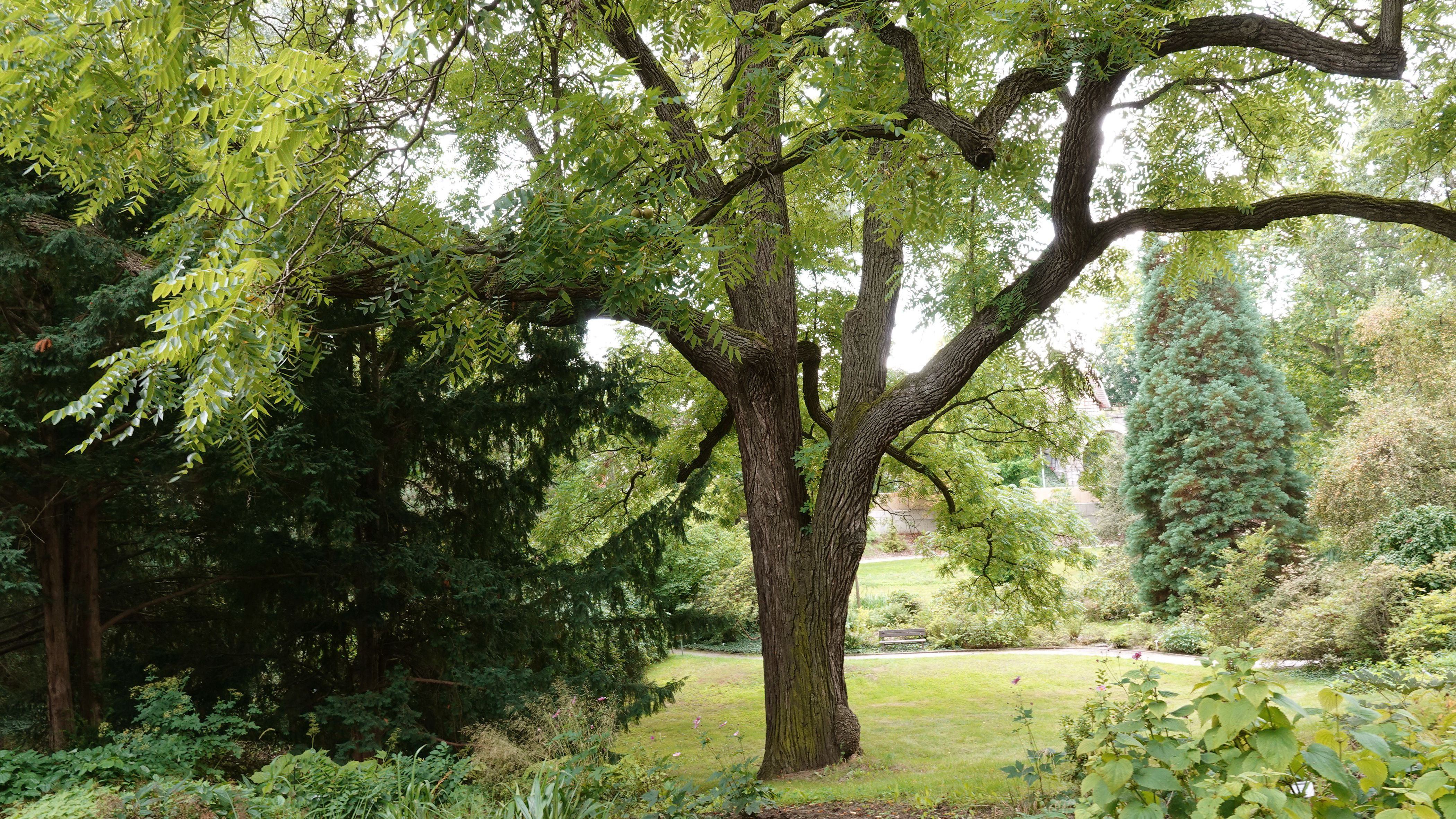 Black Walnut Tree: How to Identify and Remove It