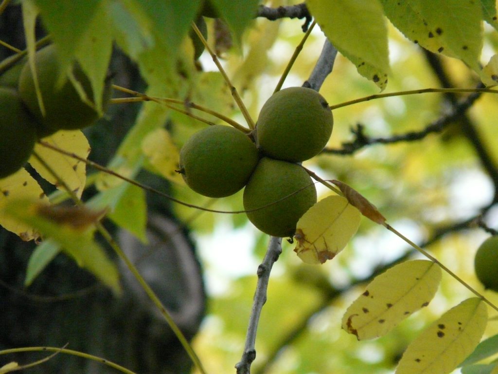 How to grow black walnut trees from seed and Dairy