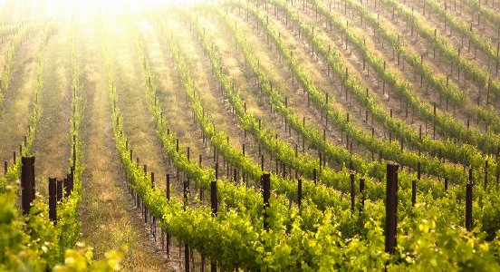 Vineyard Pattern Column Sunlight Sunrise Fruit Grapes Leaves Farm Crop Desktop Background Wallpaper