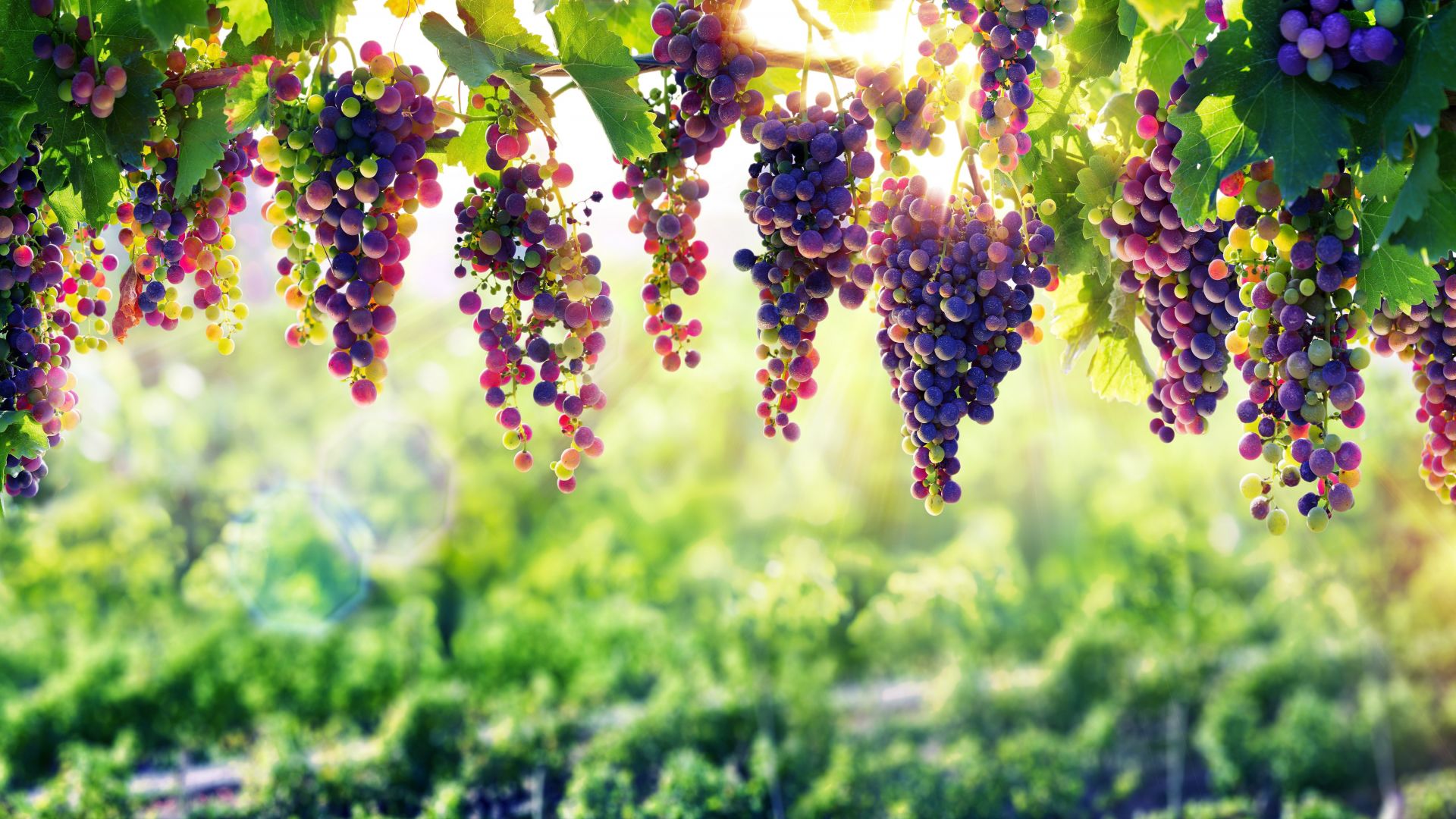 Desktop Wallpaper Ripe, Grapes, Farm, Fruits, HD Image, Picture, Background, 763370