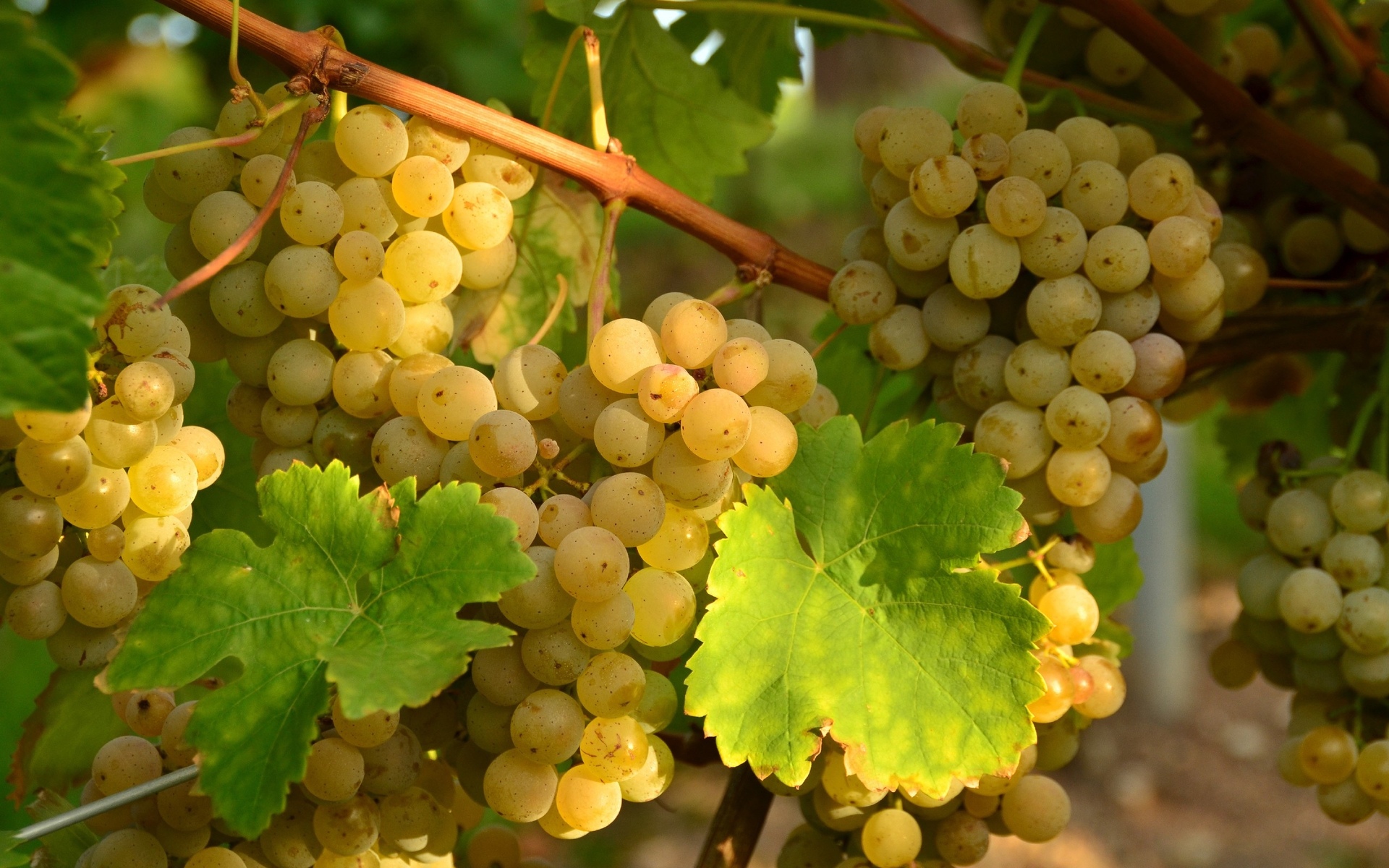 Food grapes vines vineyard fruit farm sunlight nature wallpaperx1200