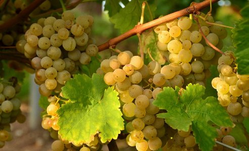 Food Grapes Vines Vineyard Fruit Farm Sunlight Nature Desktop Background Wallpaper