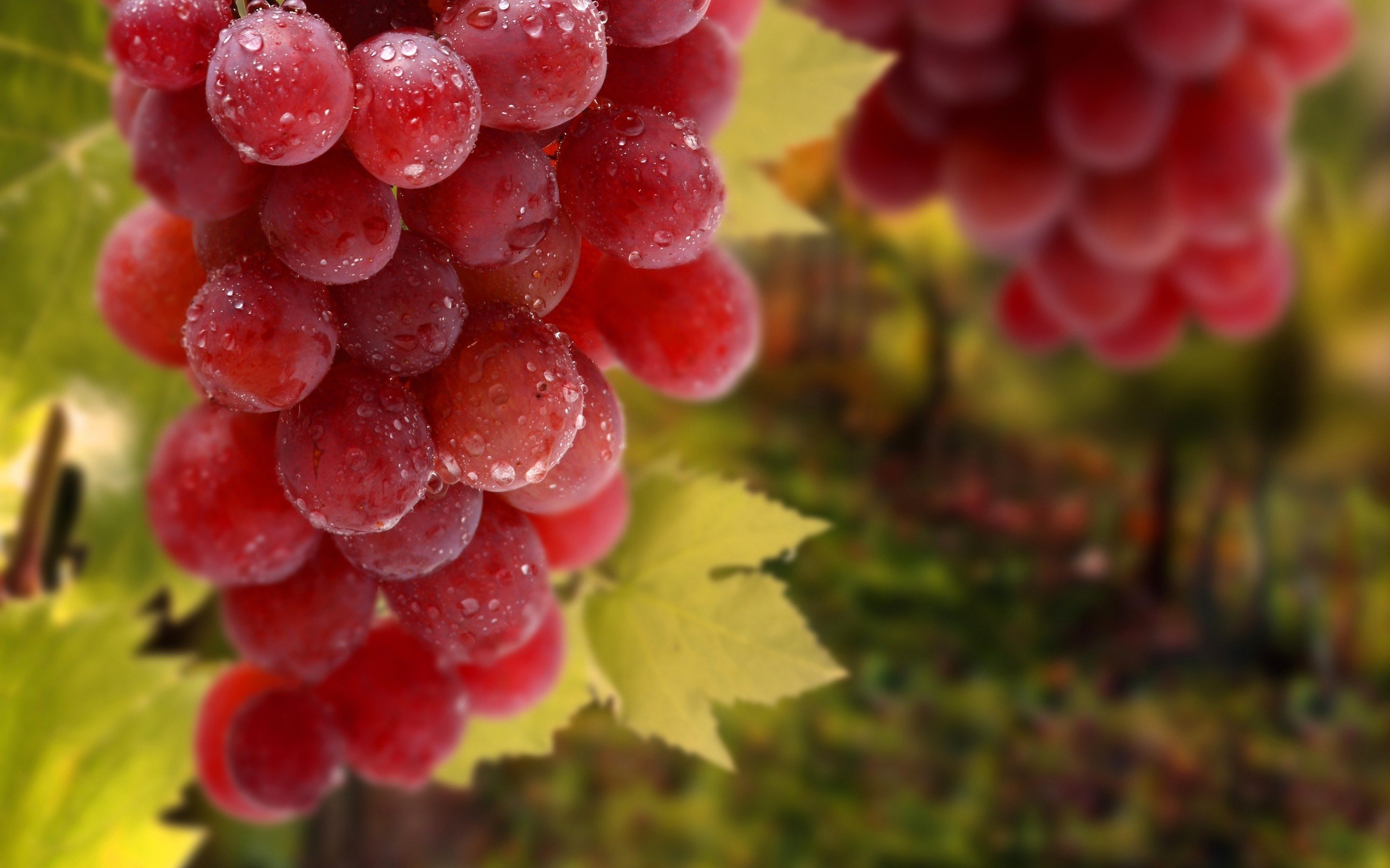 macro, Fruit, Grapes, Wet Wallpaper HD / Desktop and Mobile Background