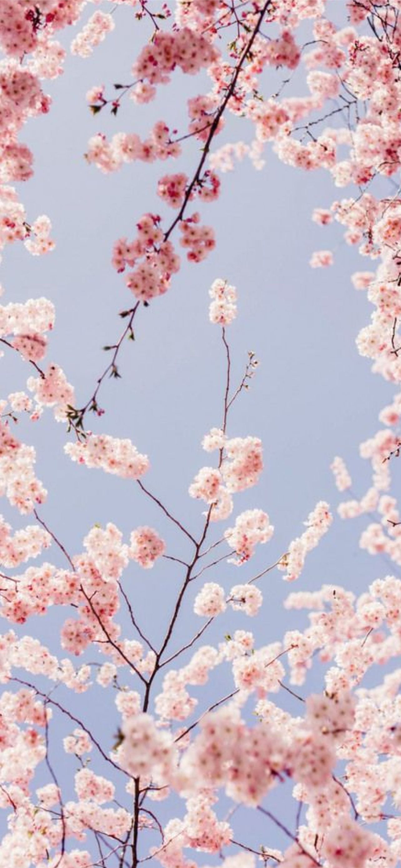 Romantic Spring Blossom Cherry Blossoms Beautiful Powerpoint Background For  Free Download - Slidesdocs