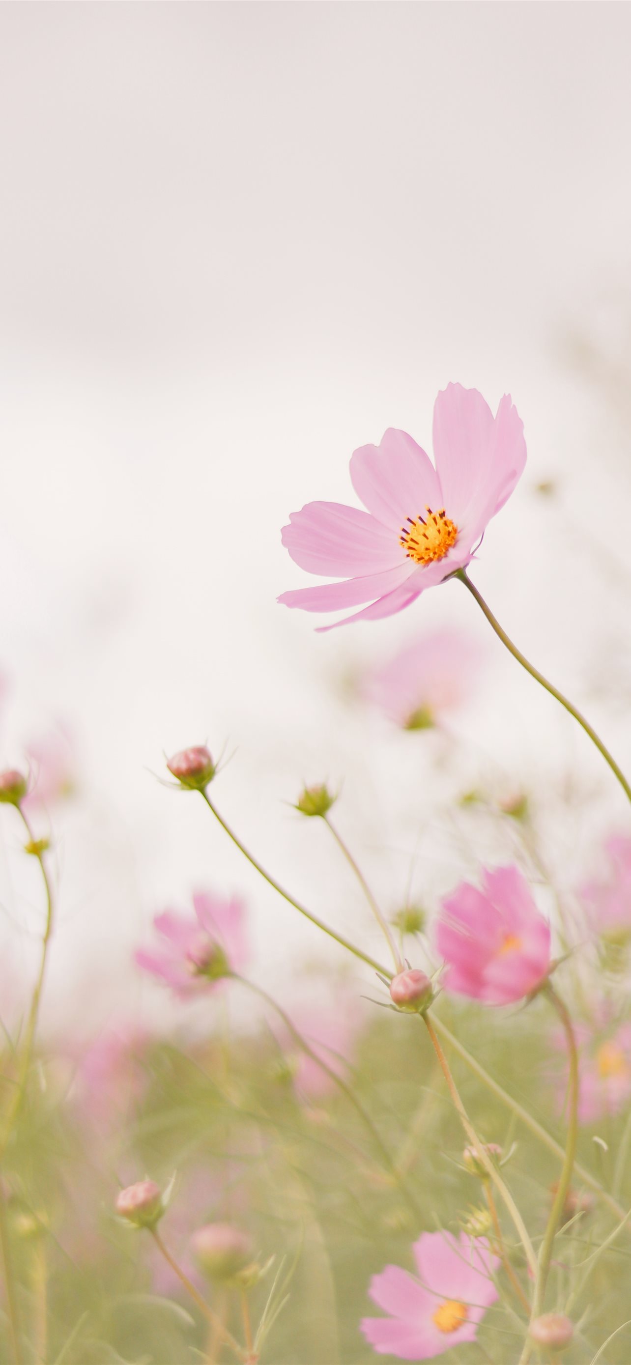 pink cosmos flower in bloom during daytime iPhone 12 Wallpaper Free Download