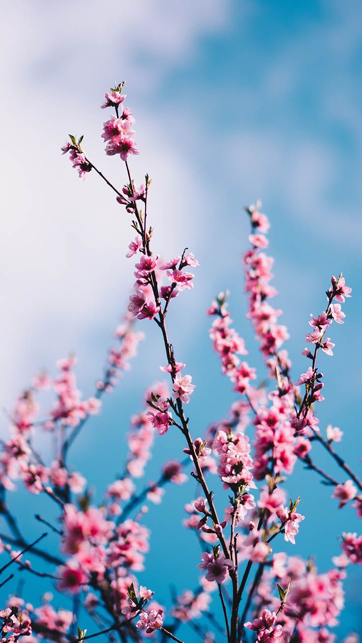 Gorgeous Spring Blossom iPhone Wallpaper. Preppy Wallpaper. Spring wallpaper, Flower background iphone, iPhone wallpaper